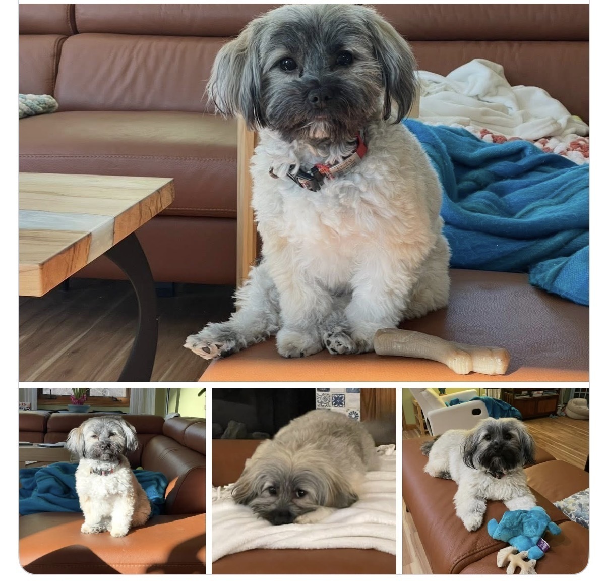 Lost dog, Battle Creek