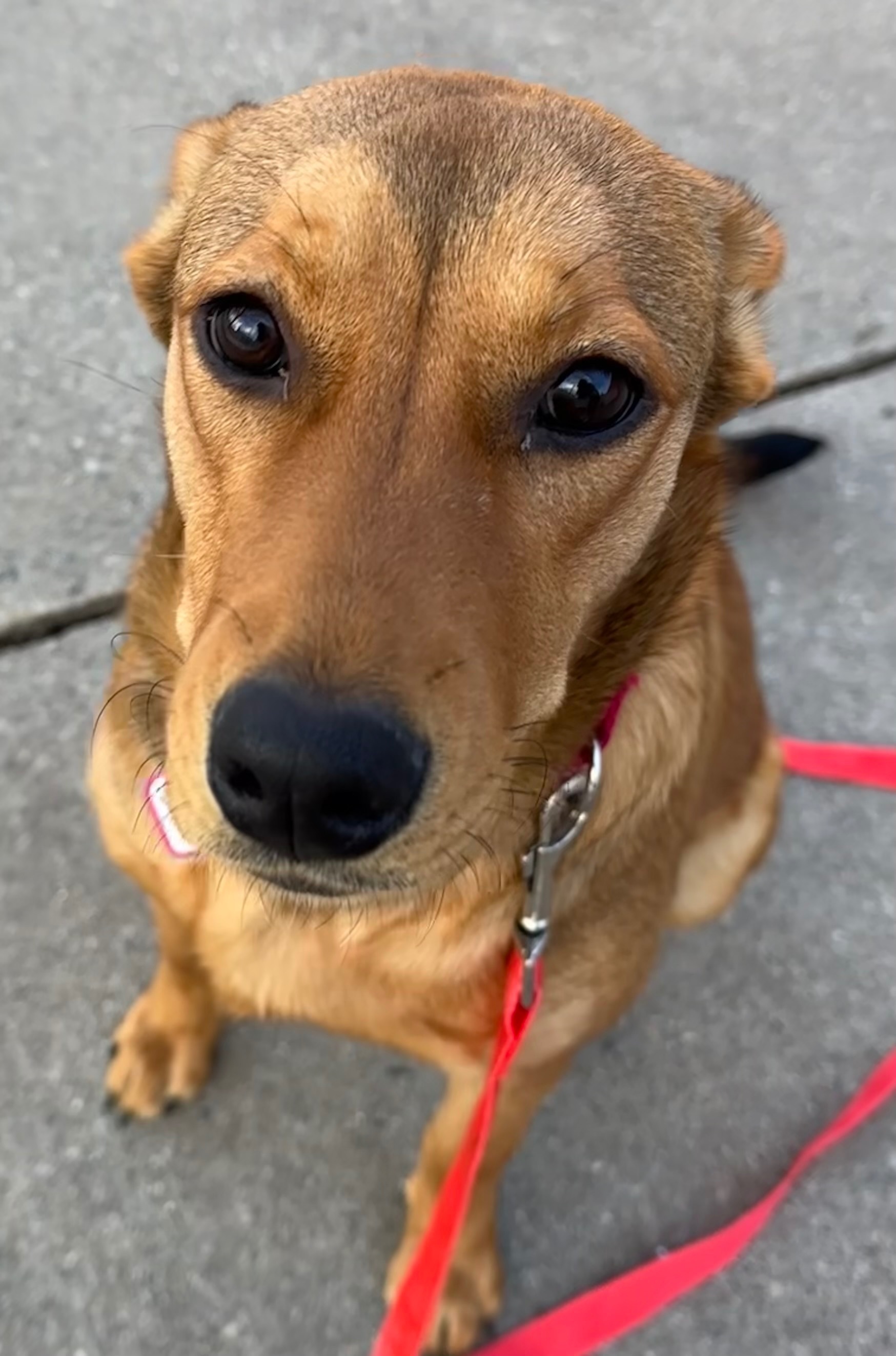 Lost Tan/Red Dog on Riverview St