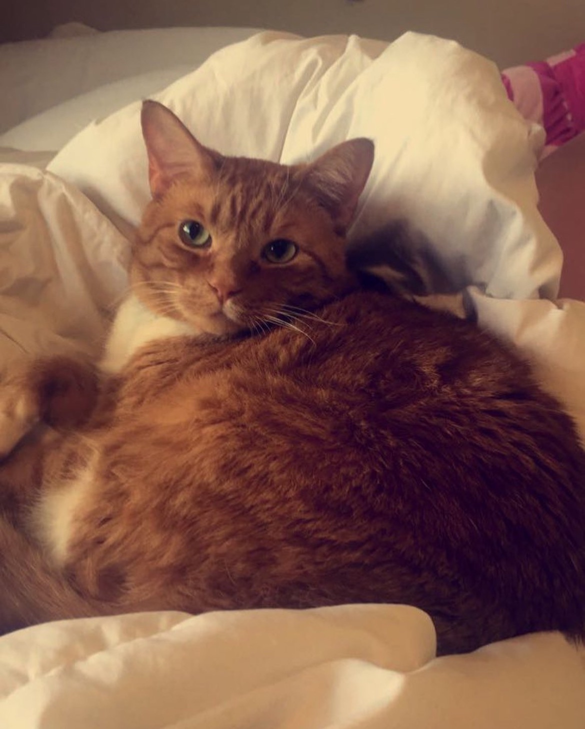 Help Find Gatsby: Lost Orange Tabby Cat