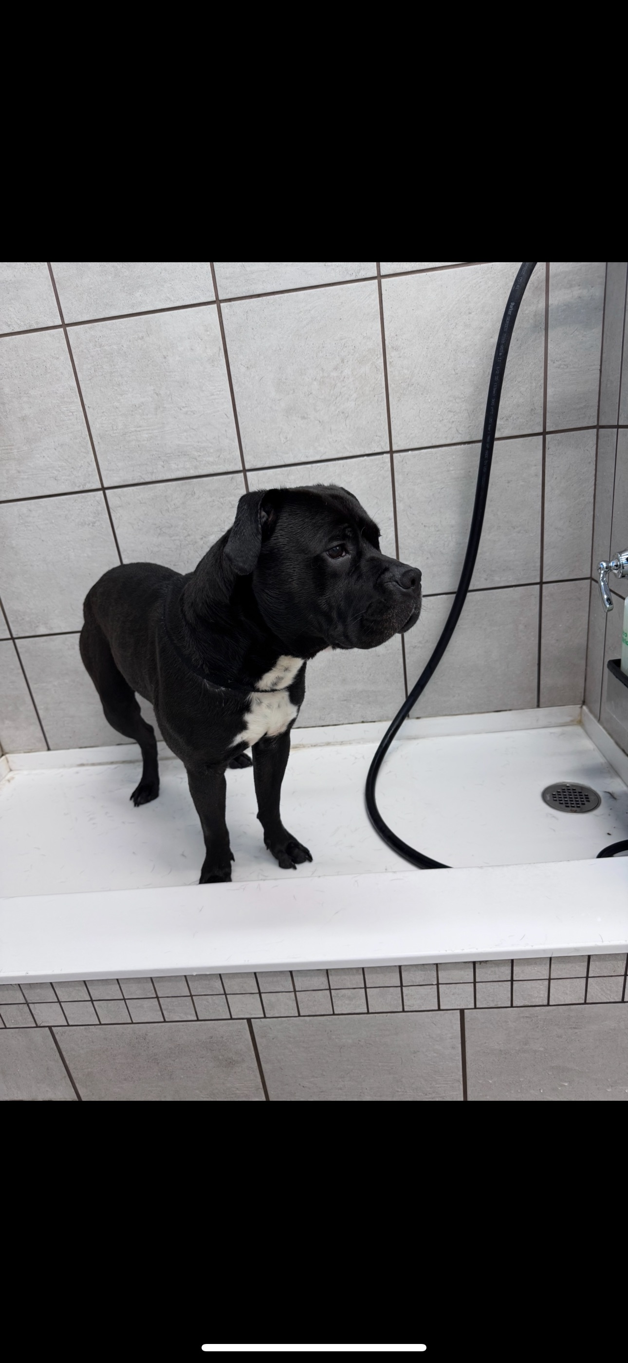 Lost Dog: Green Collar, Powhattan St.