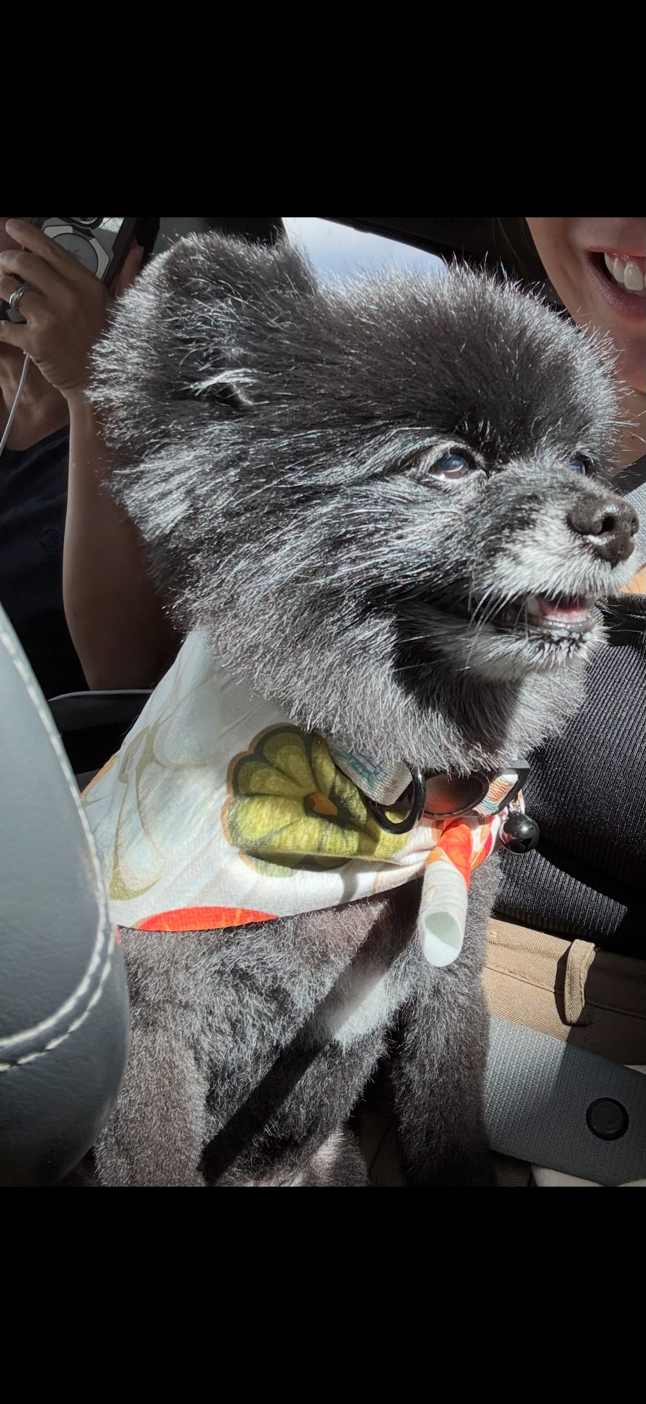 Lost Black Pomeranian on Makaiwa St.