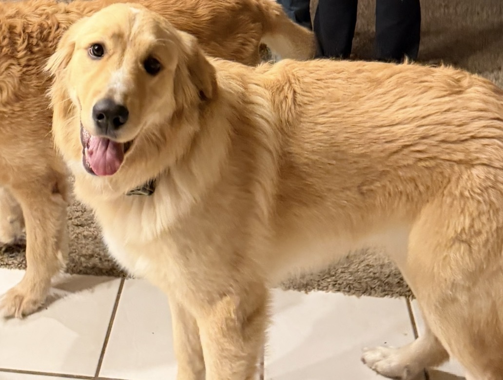 Help Find Stella: Lost Service Dog in Bigfork