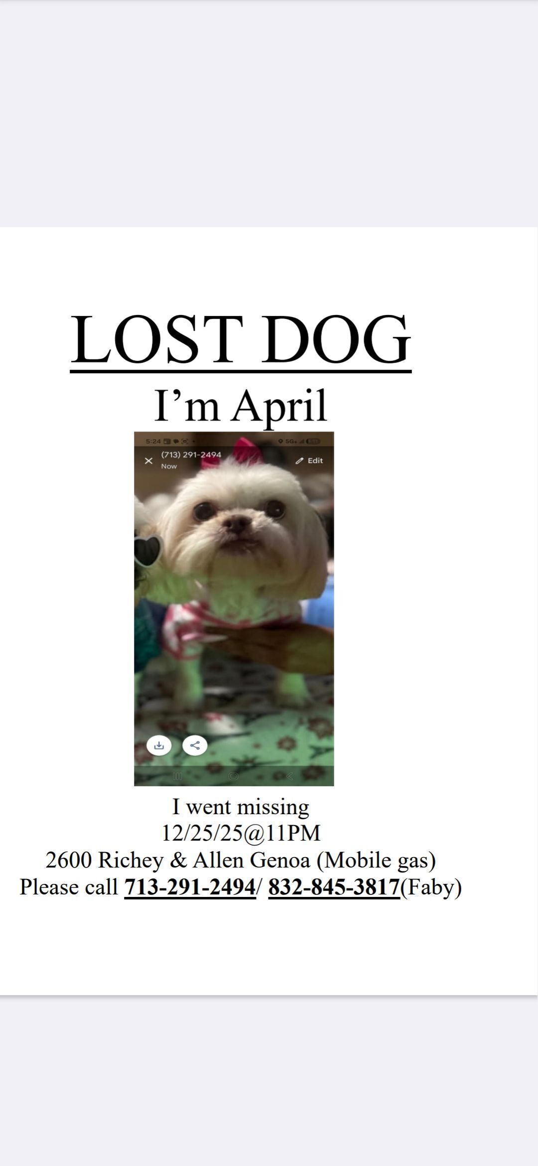 Lost Dog: White, Green Eyes, Houston