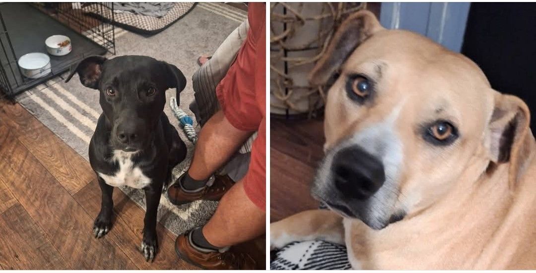 Lost Dog: Sweet Bailey on Tallassee Hwy