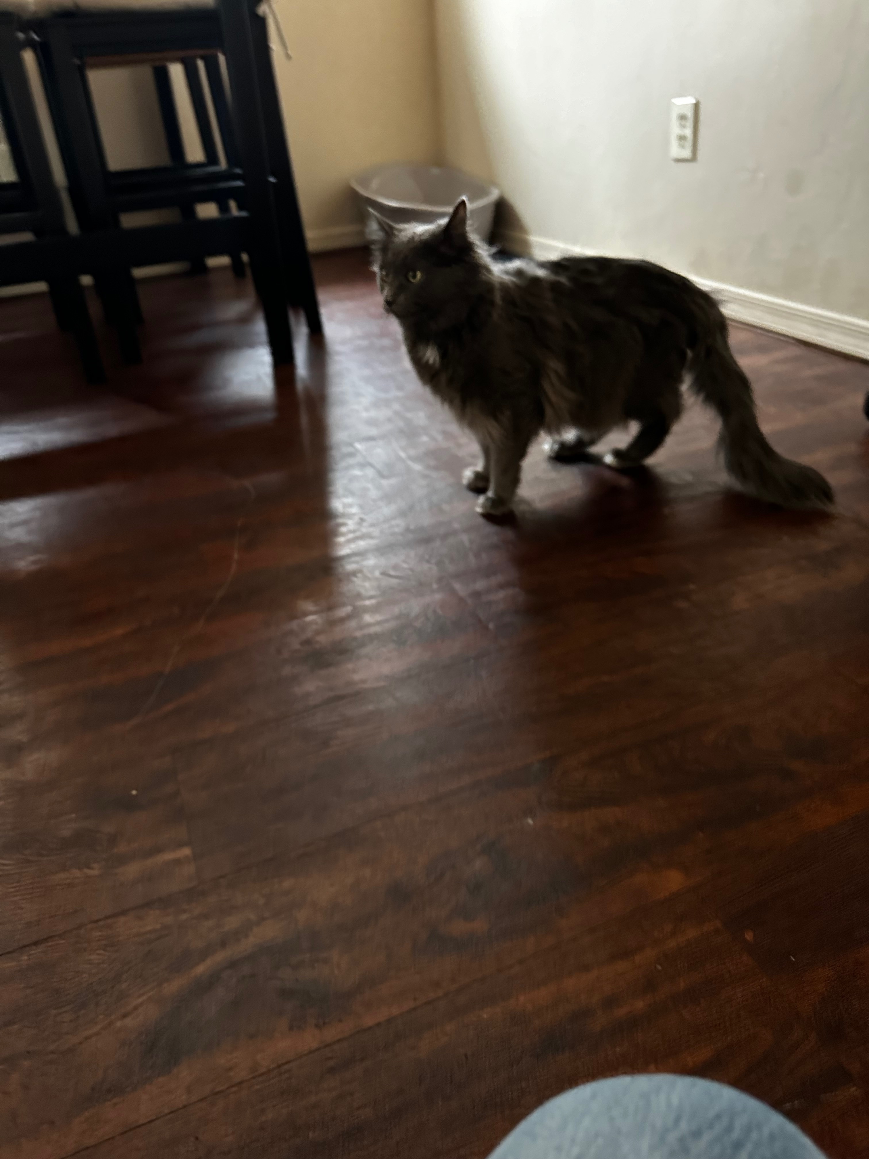 Lost Grey Cat: Wren on Adams Mill Rd