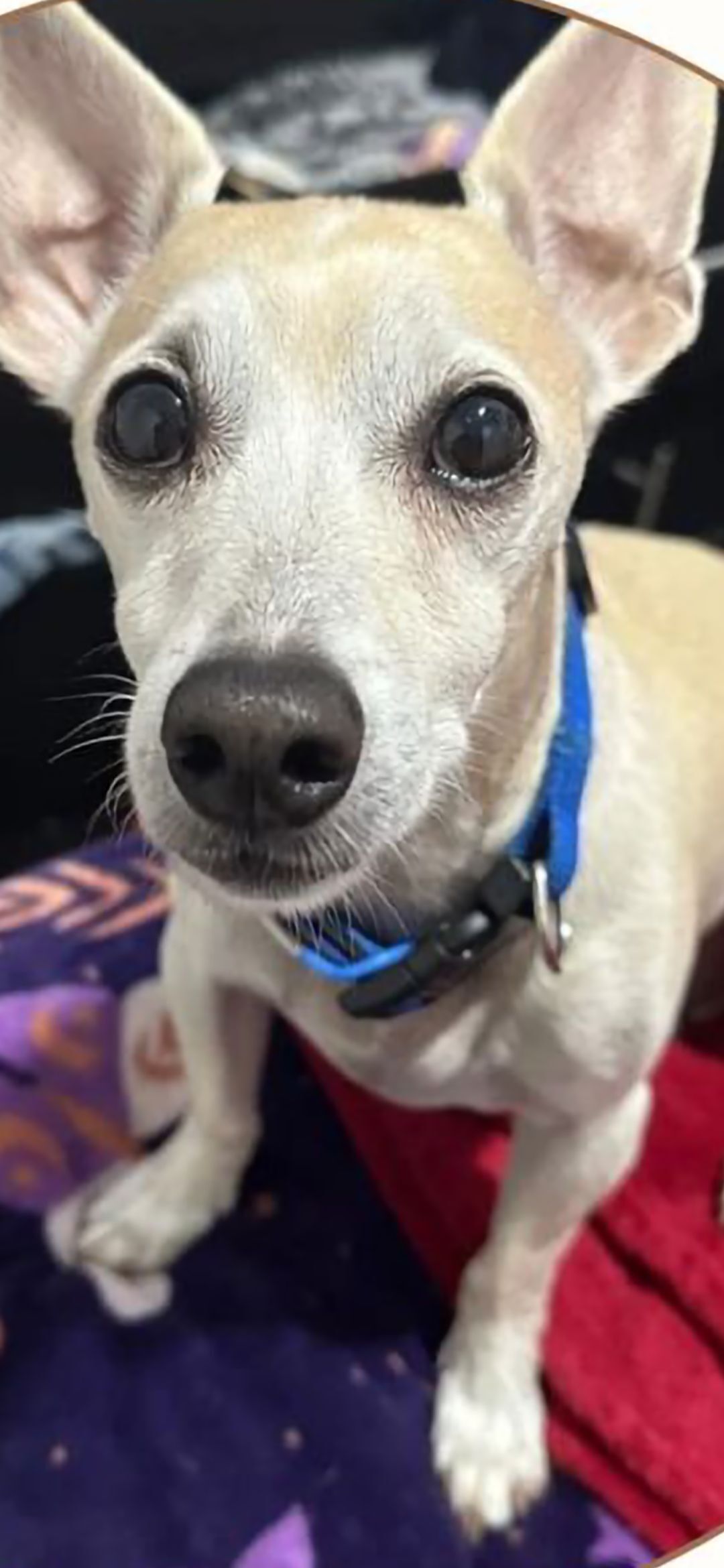 Lost White Dog on W. Hazelwood St, PHX