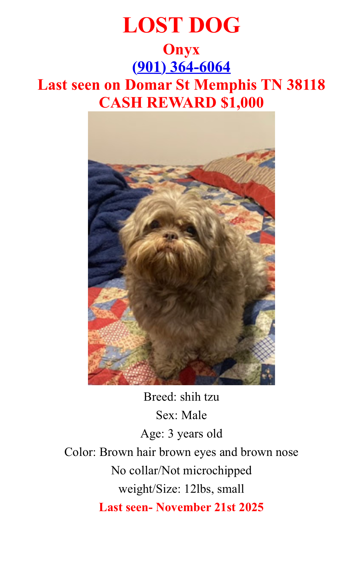 Lost Shih Tzu Onyx on Domar St, Memphis