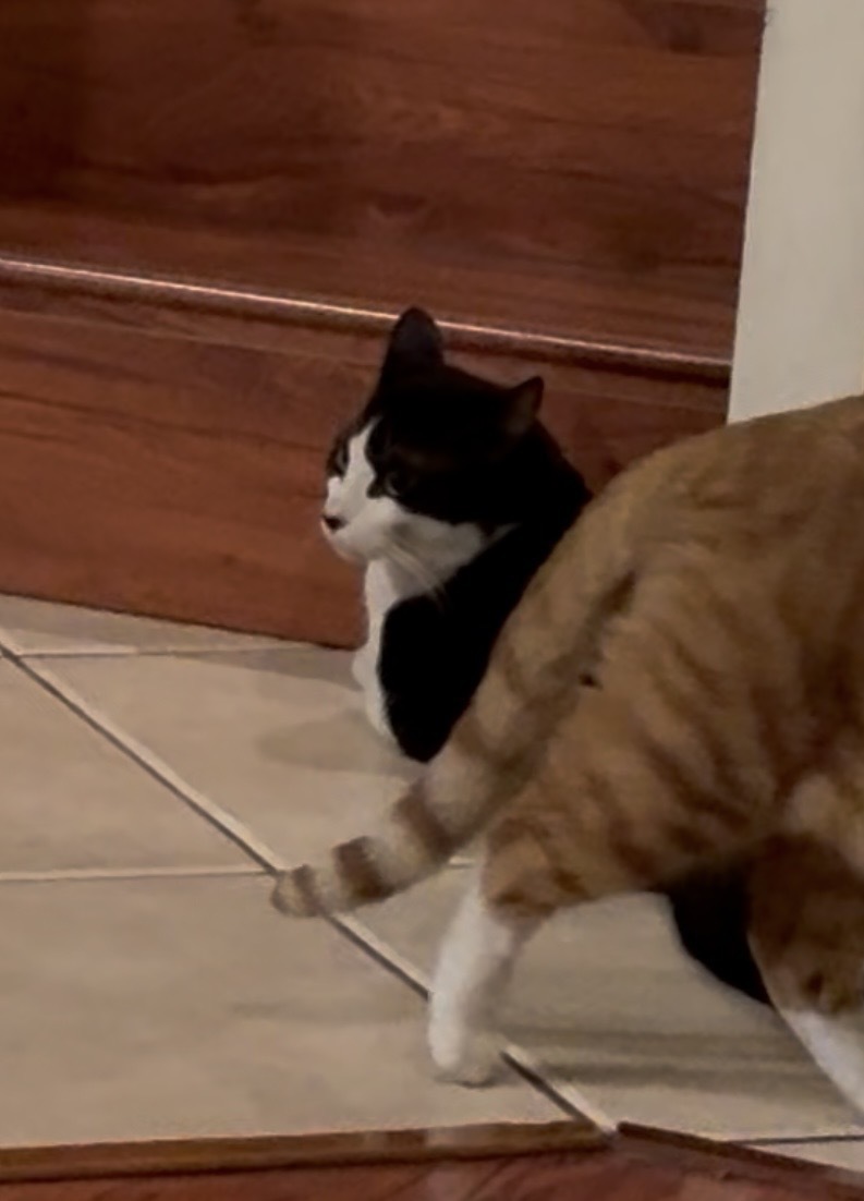 Lost Cat: Spotty Cholito in N. Las Vegas