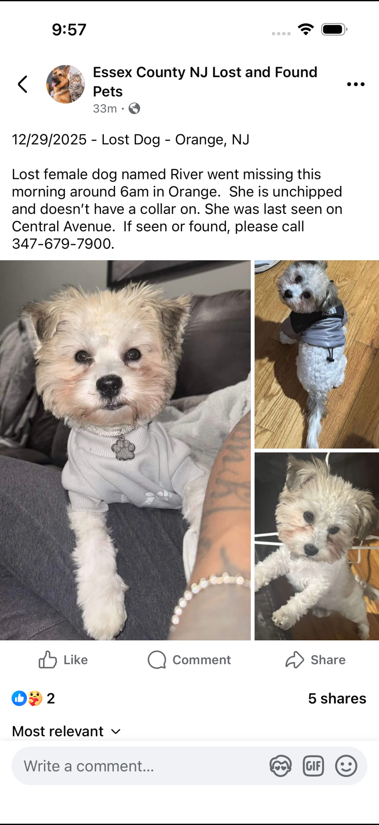 Lost Schnauzer: White & Tan, Central Ave