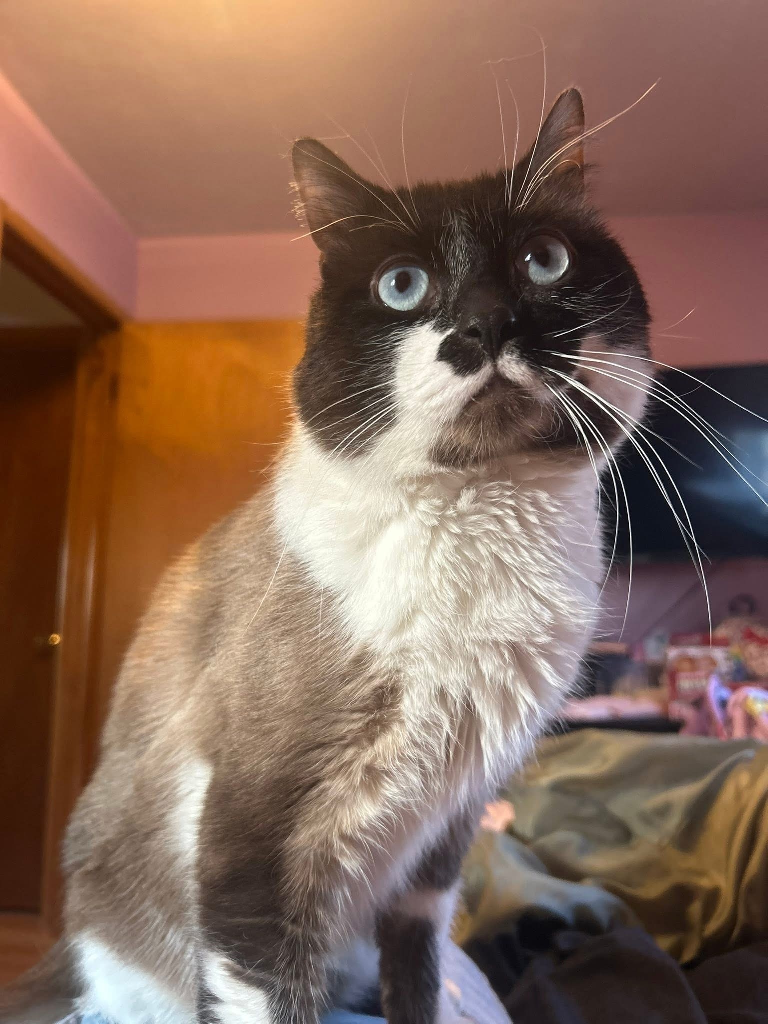 Lost Siamese Tabby Mix - Taylor, Help!