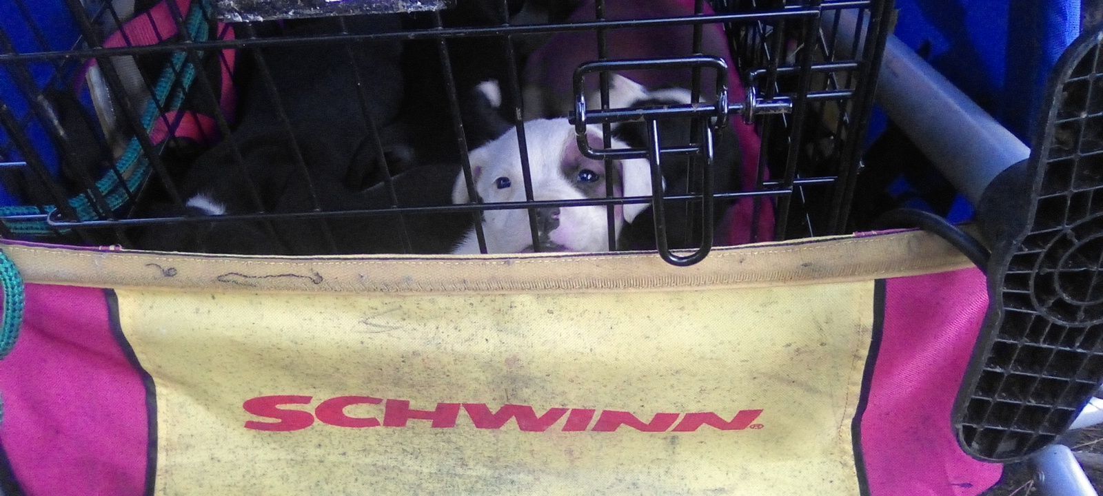 Help Find My Missing Pups in Powdersville!