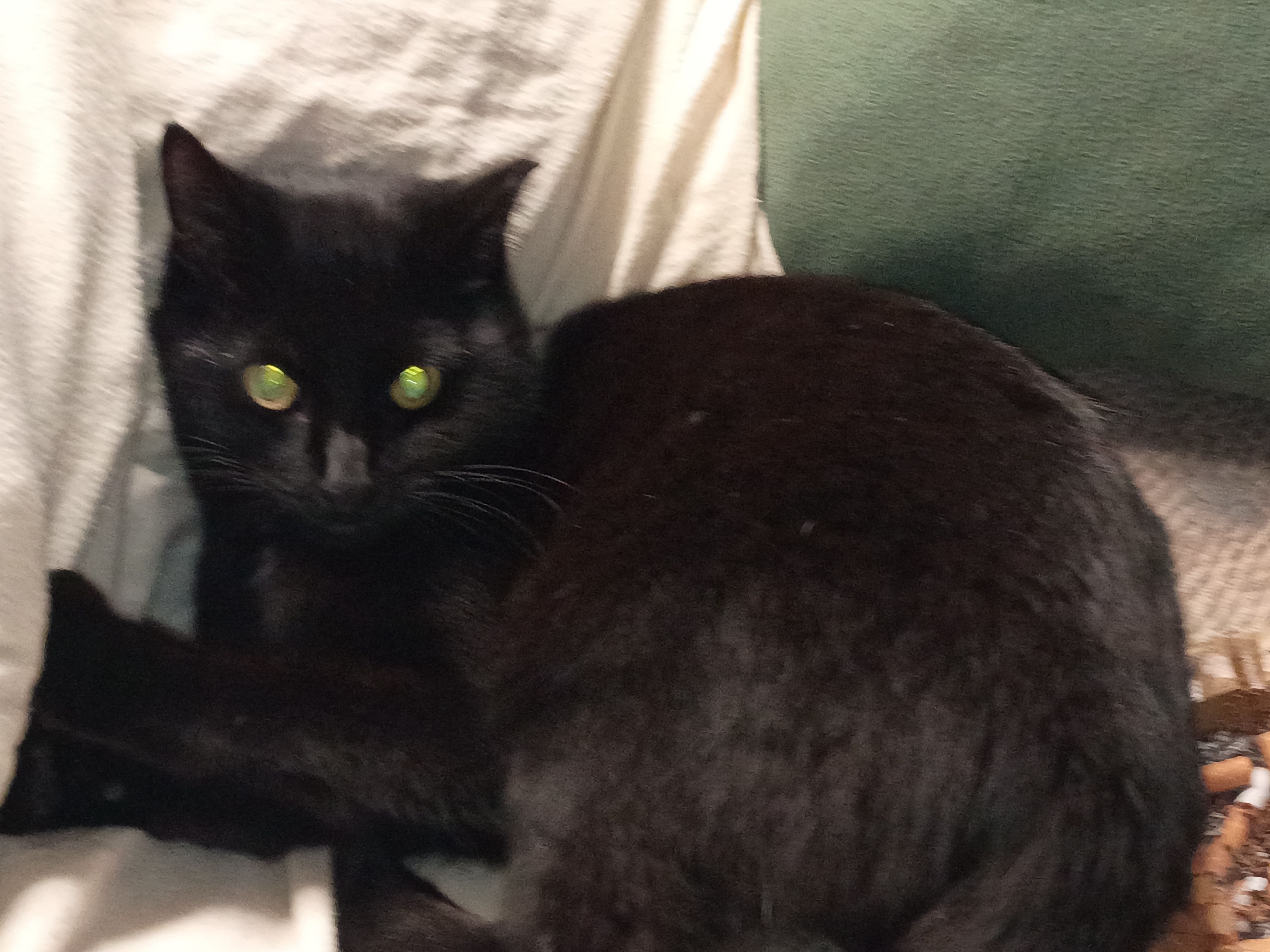 Lost Friendly Black Cat in Sunset Harbor