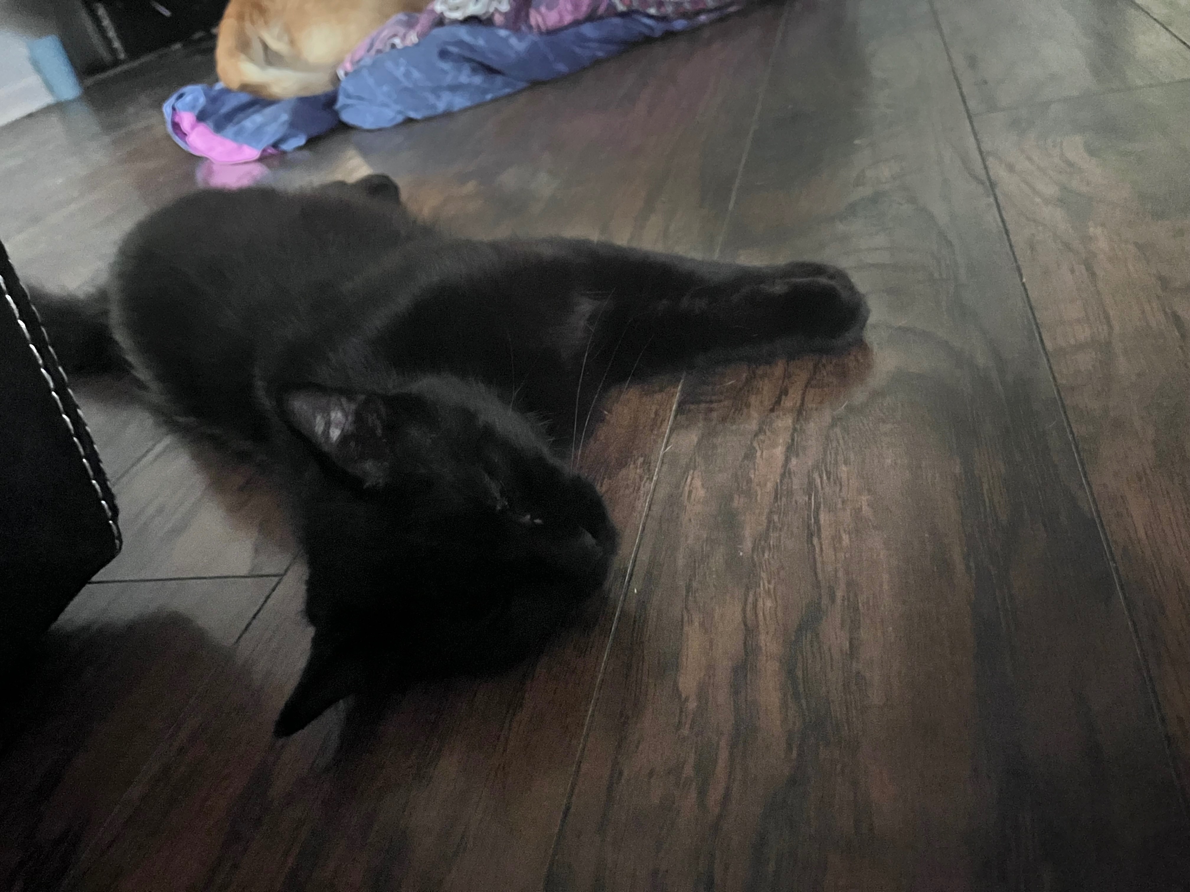 Lost Fluffy Black Cat: 'Lunar' in Benton