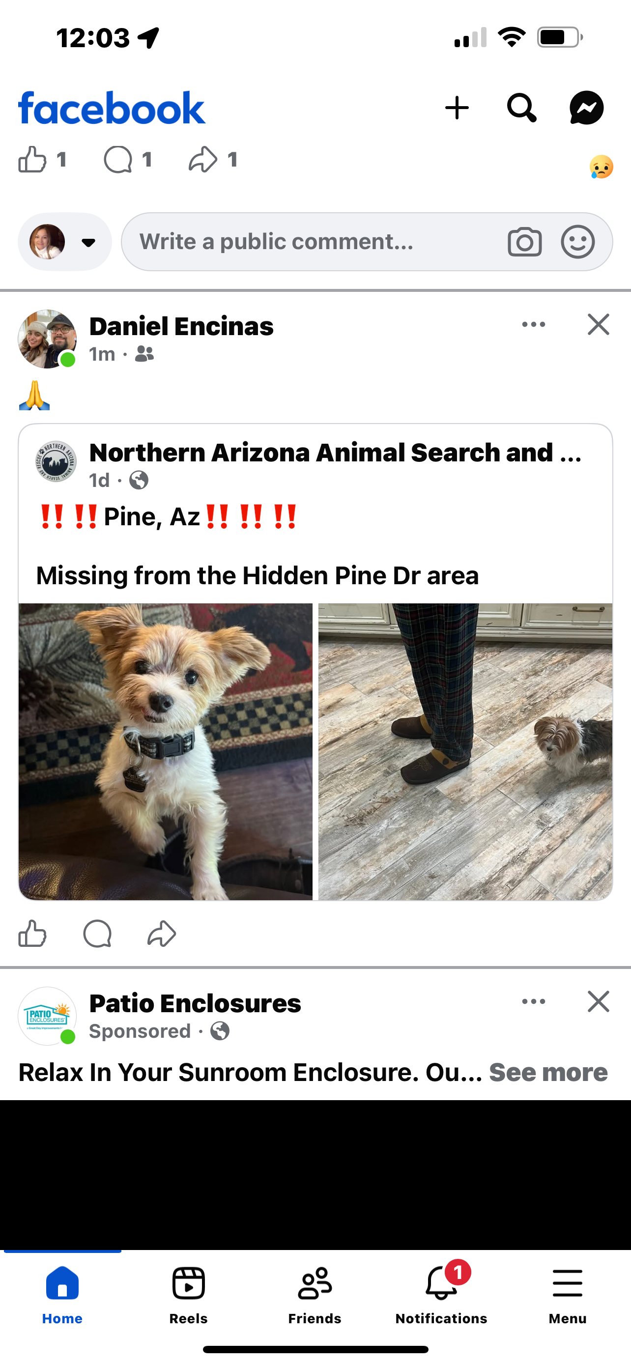 Lost dog