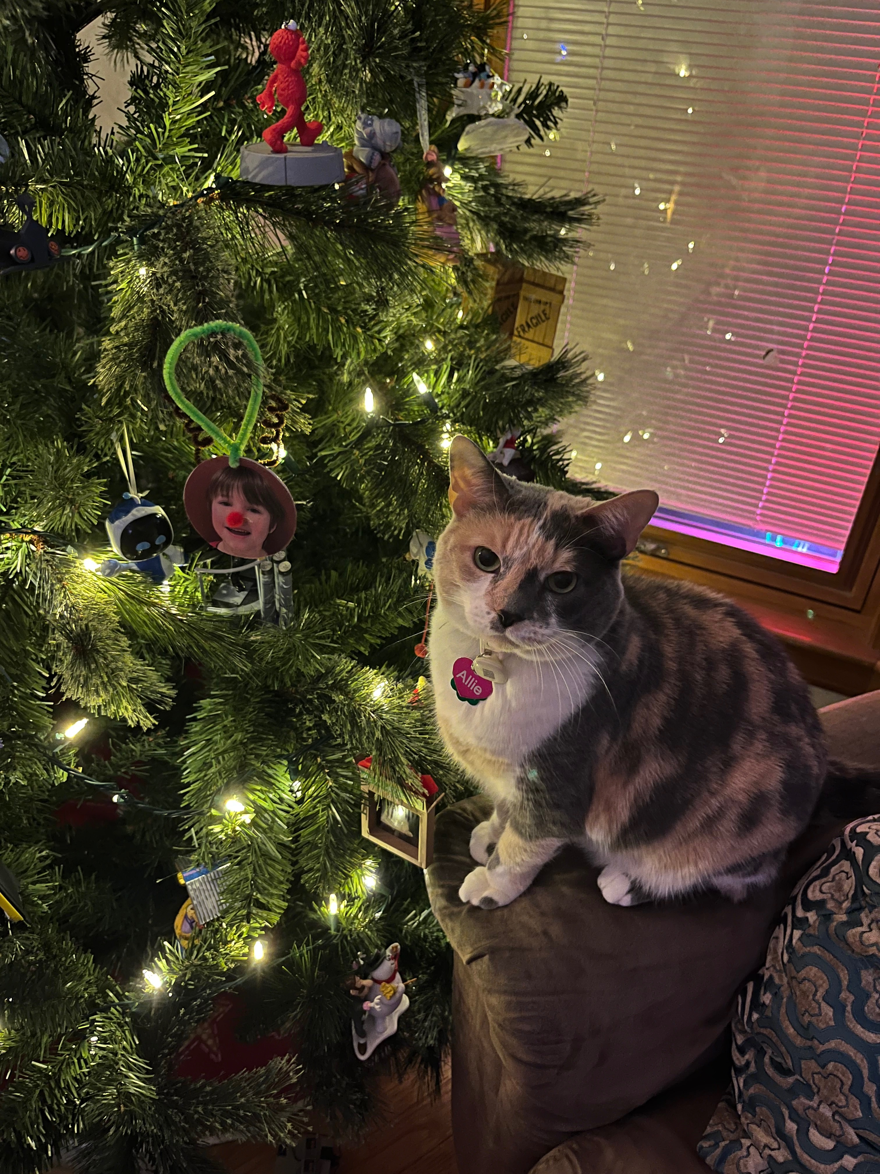 Lost Calico Cat: Valparaiso Accident