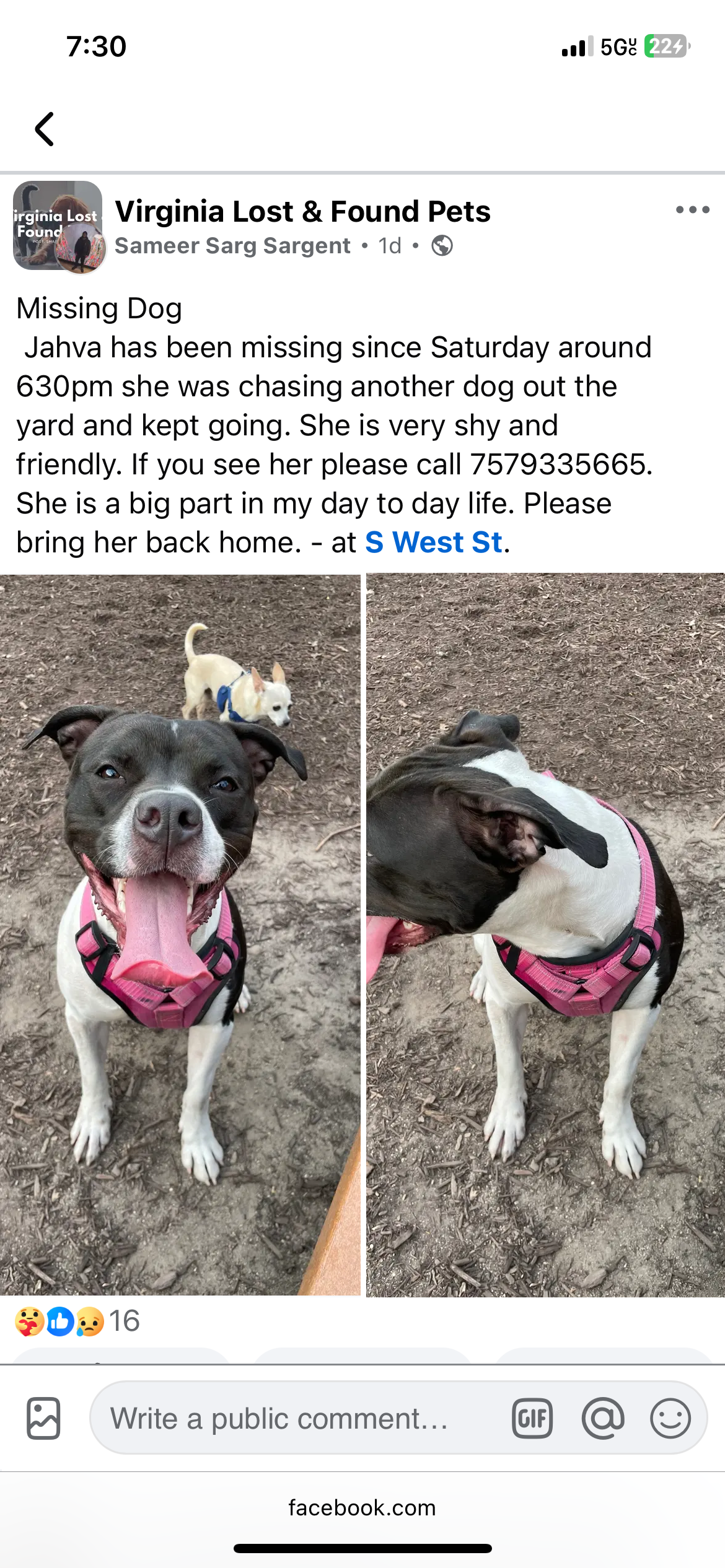 Lost Dog: Jahva - Black & White, $350 Reward