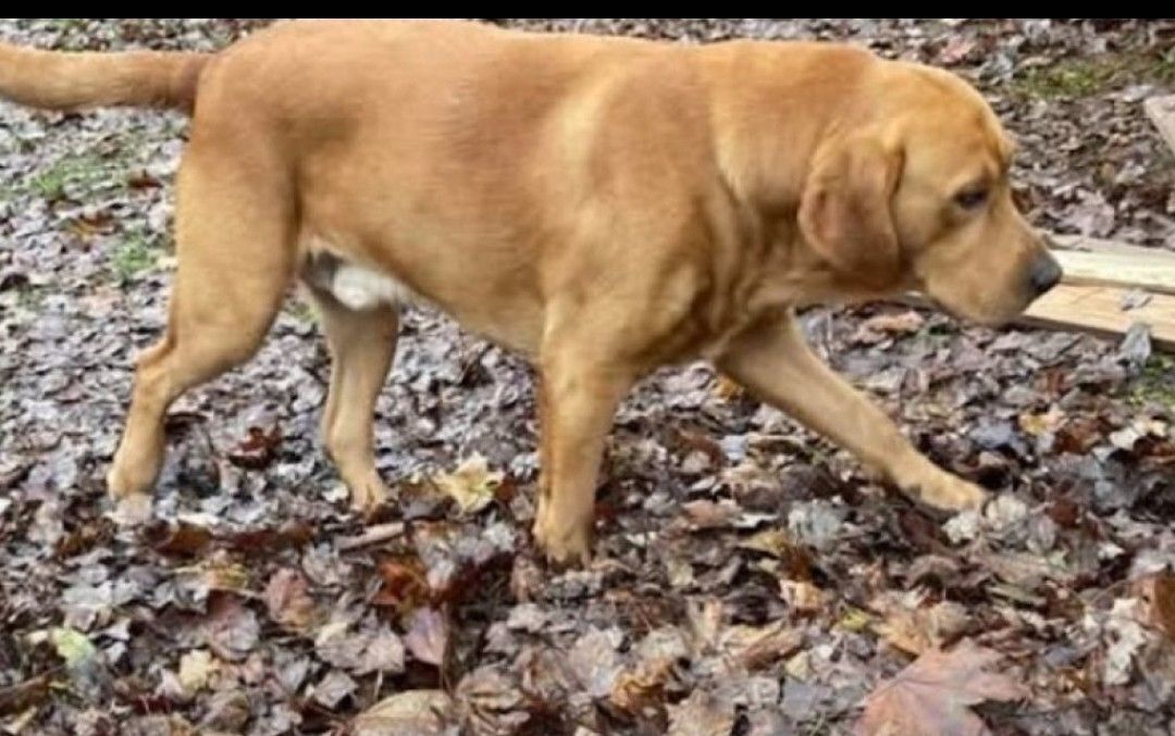 Missing: Friendly Red Fox Lab 'Copper'