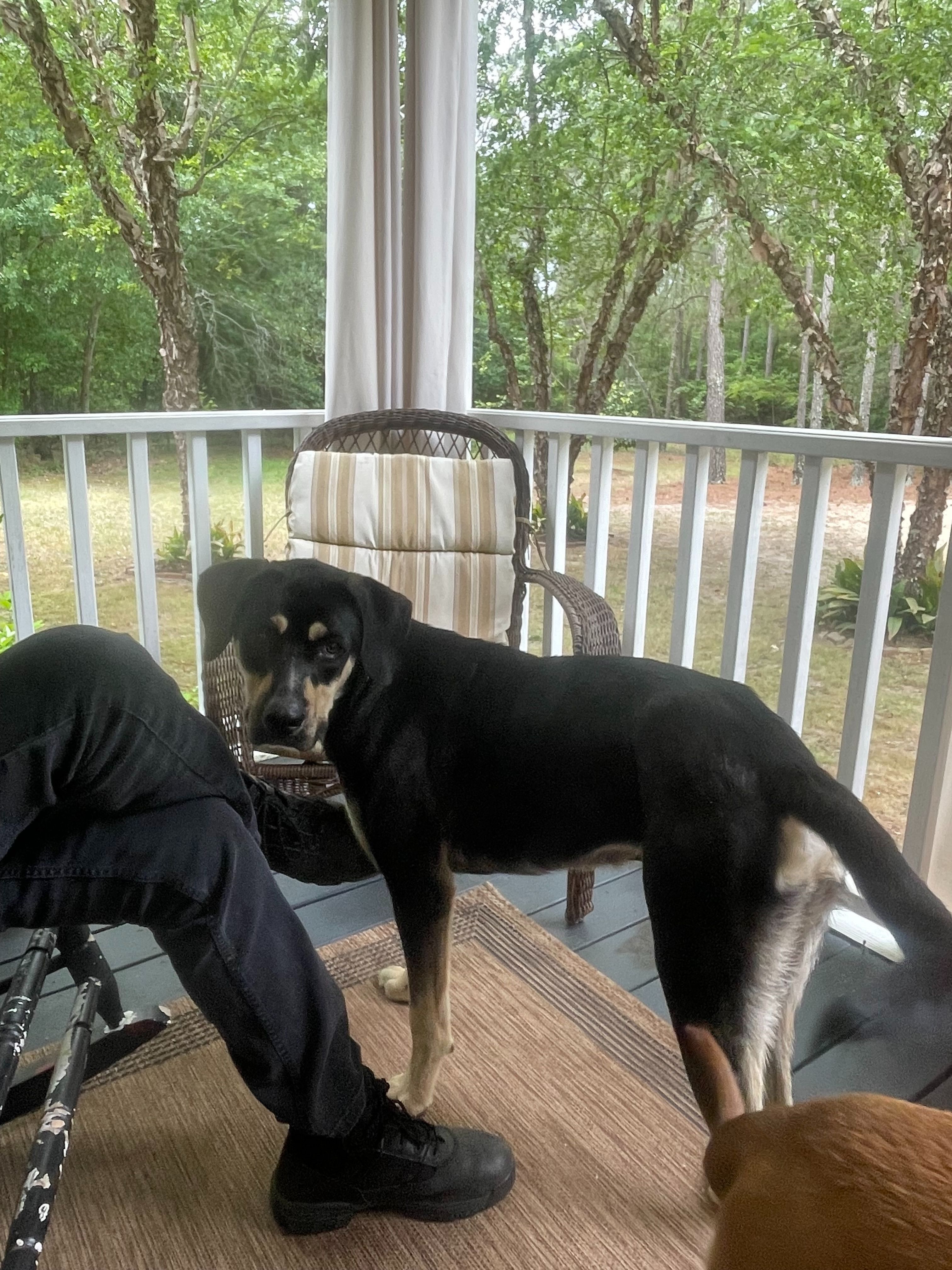 Lost: Black & Tan Border Collie in Wagener