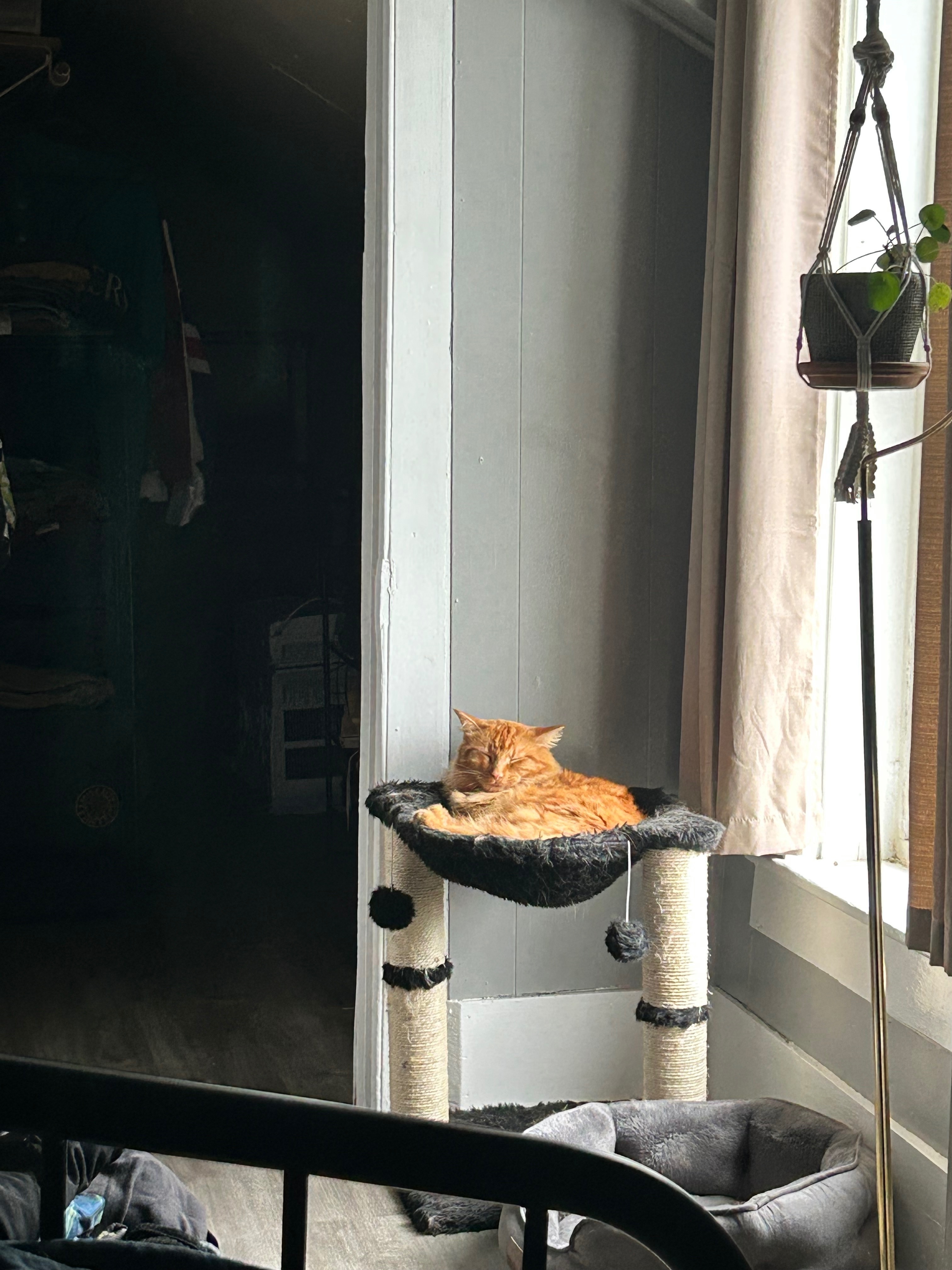 Lost Orange Cat in Saint Albans City