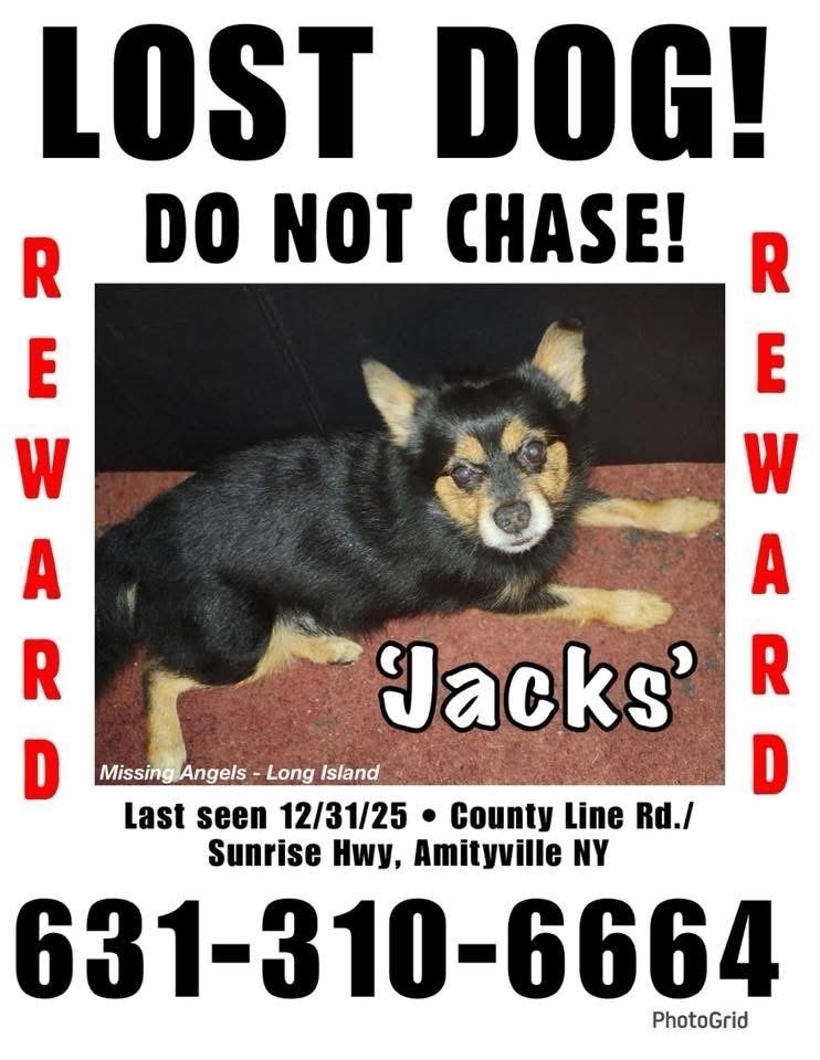 Lost Dog: Brown Legs, Black Body, Amityville
