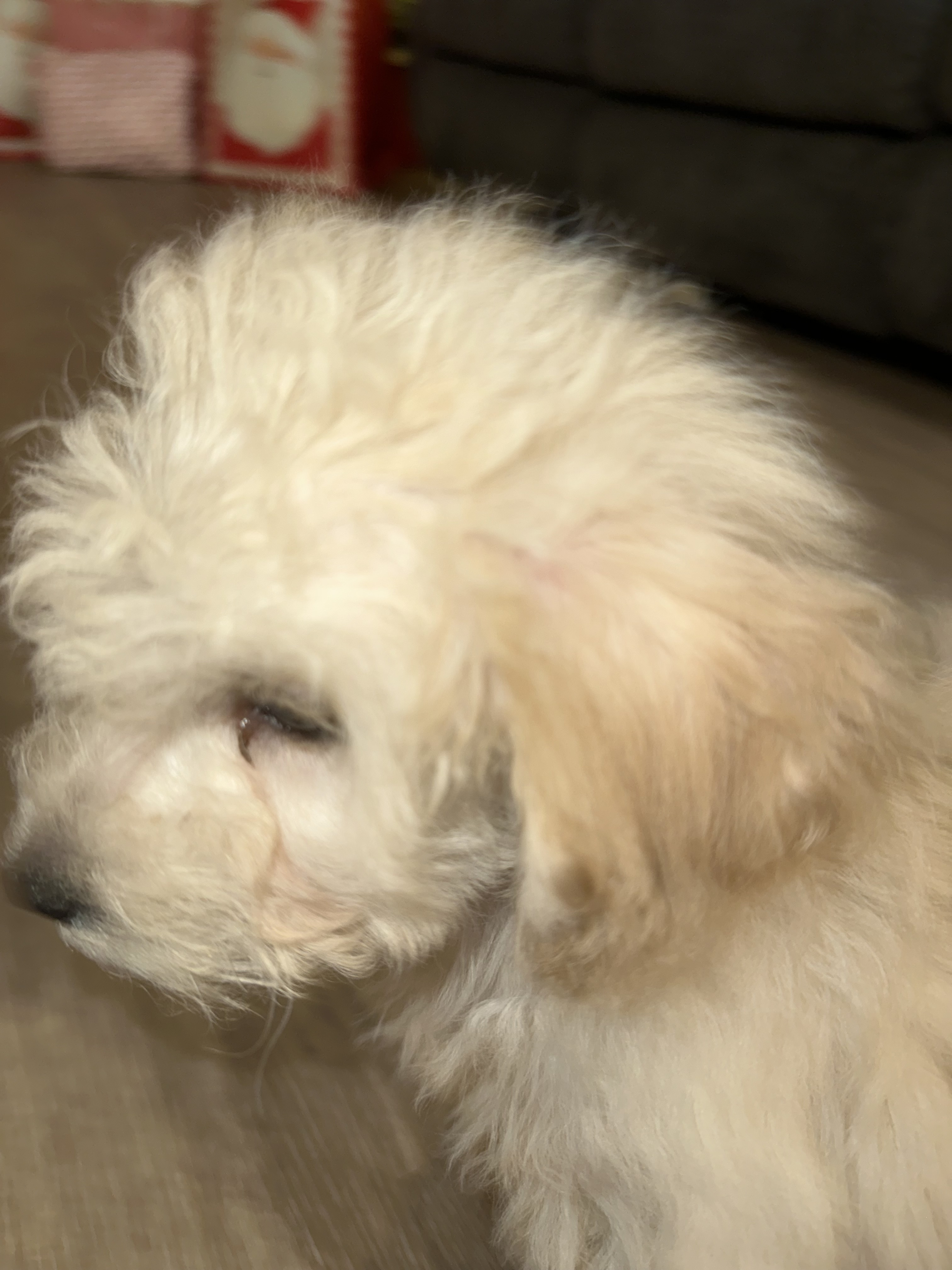 Lost: Small White & Beige Puppy in CO