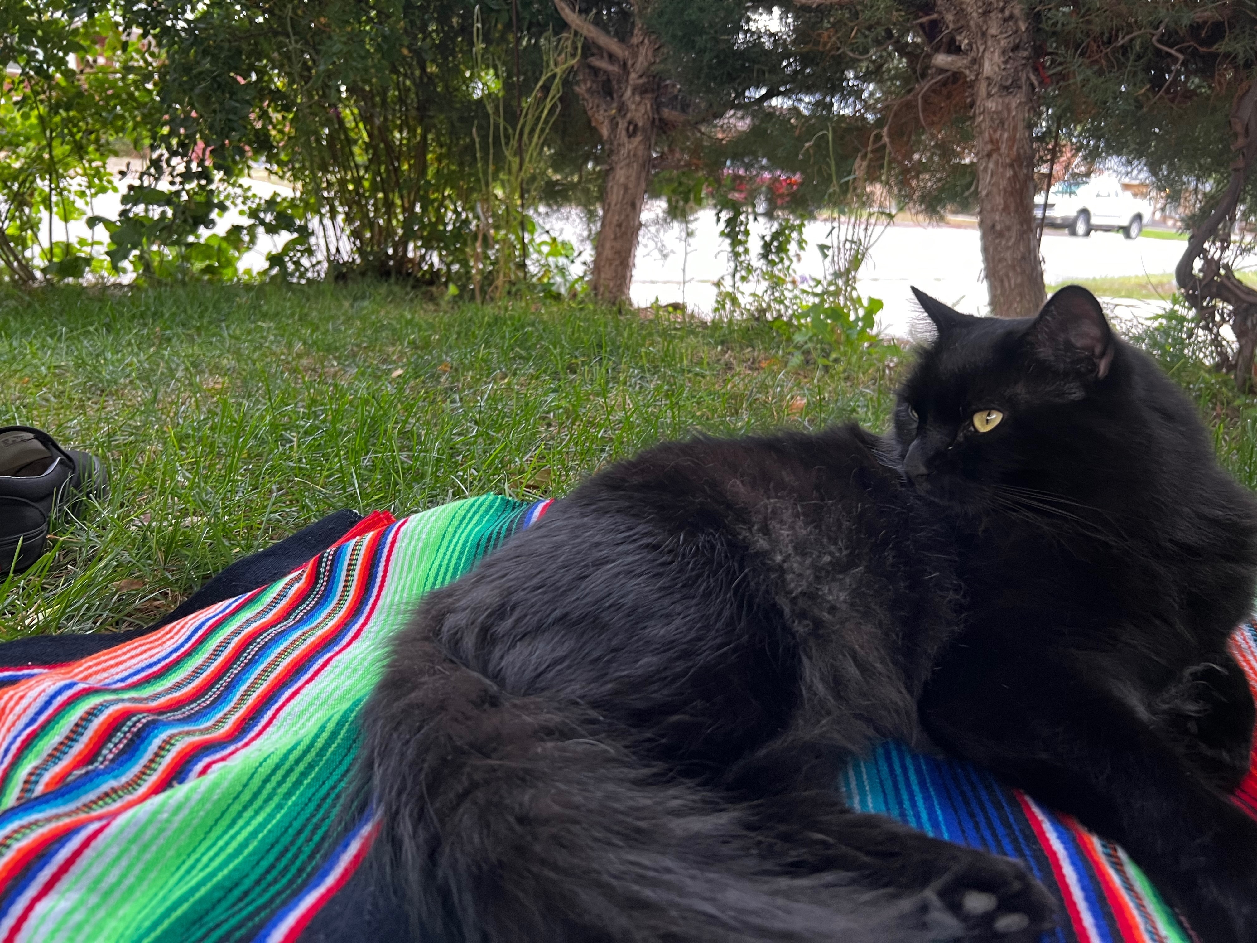 Lost: Friendly Black Cat in Erie
