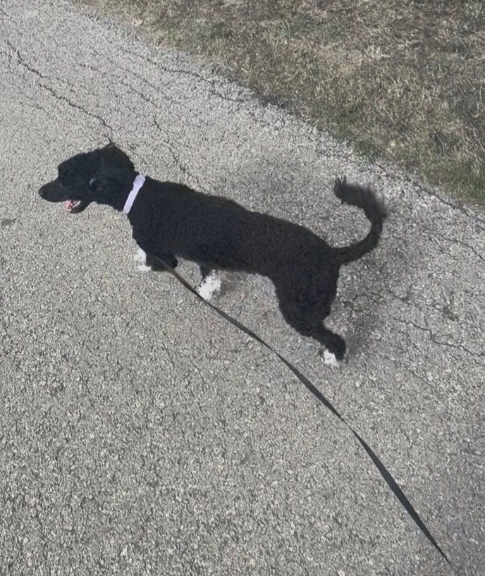 Lost Black Poodle: Tarbutton Trail Area