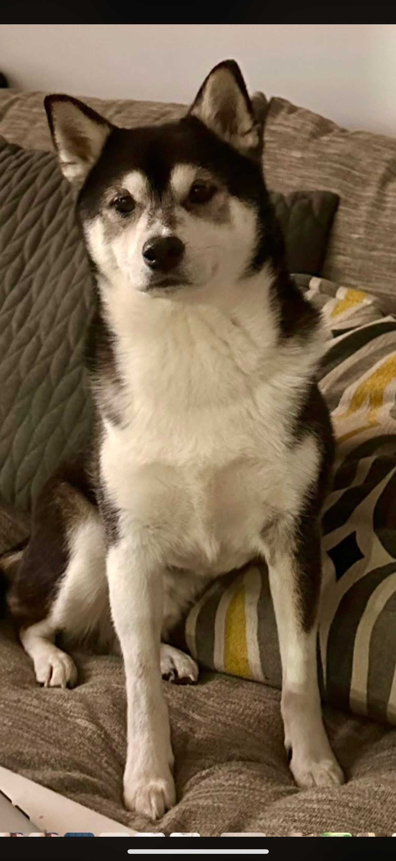 Lost Mini Husky: Teddy, Deptford Area