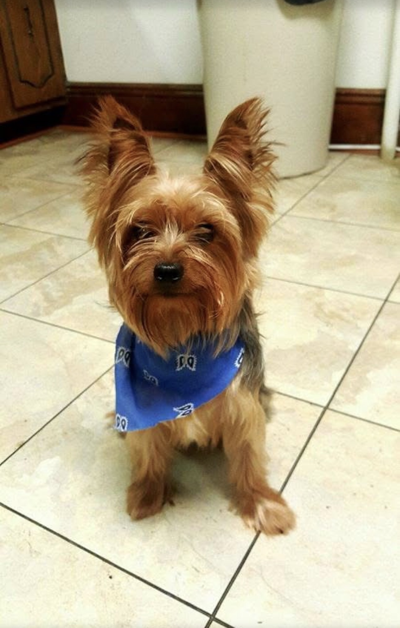 Lost Dog on Harrison Ave, Garfield