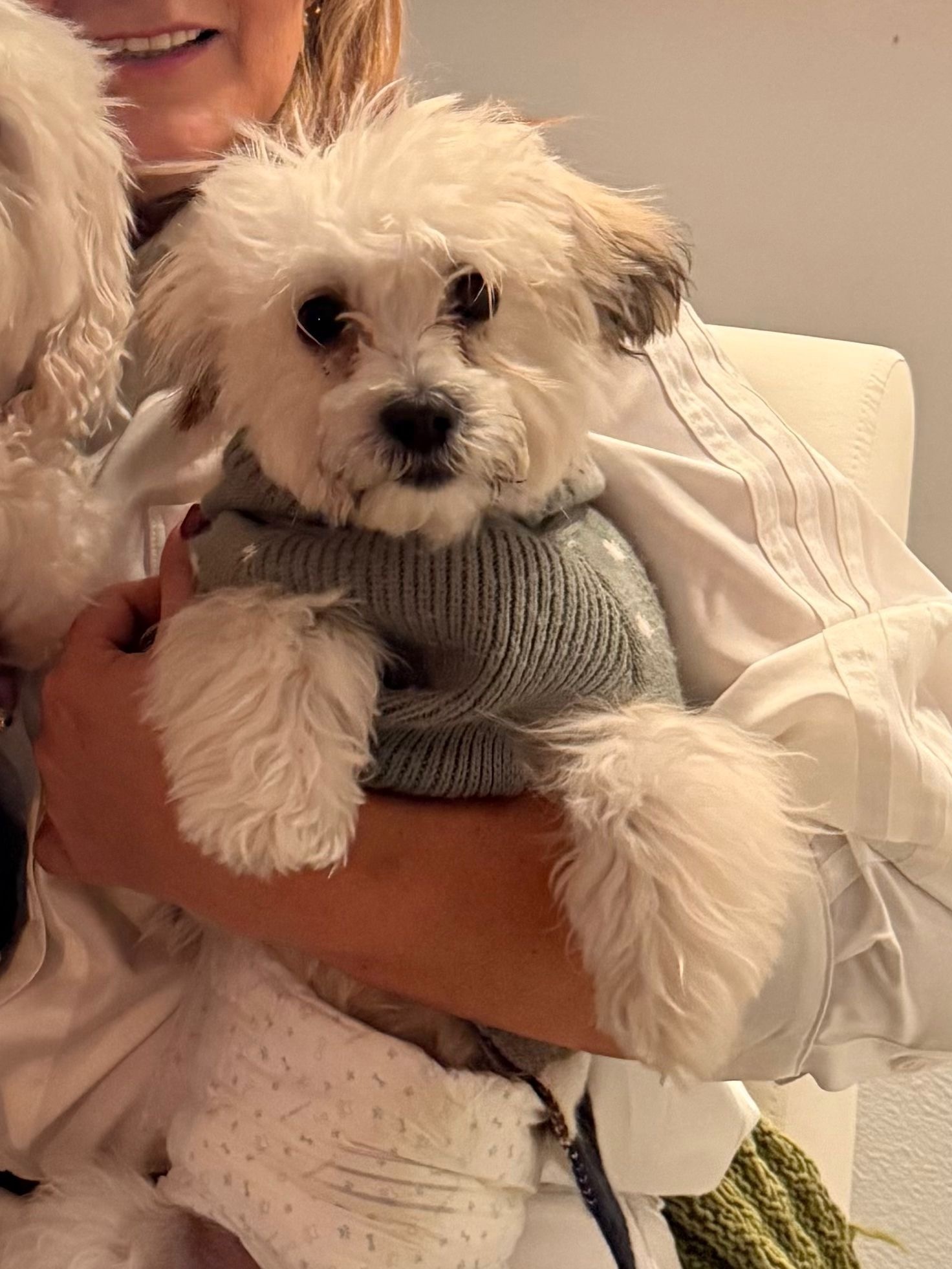 Lost 10lb Puppy in Christmas Sweater