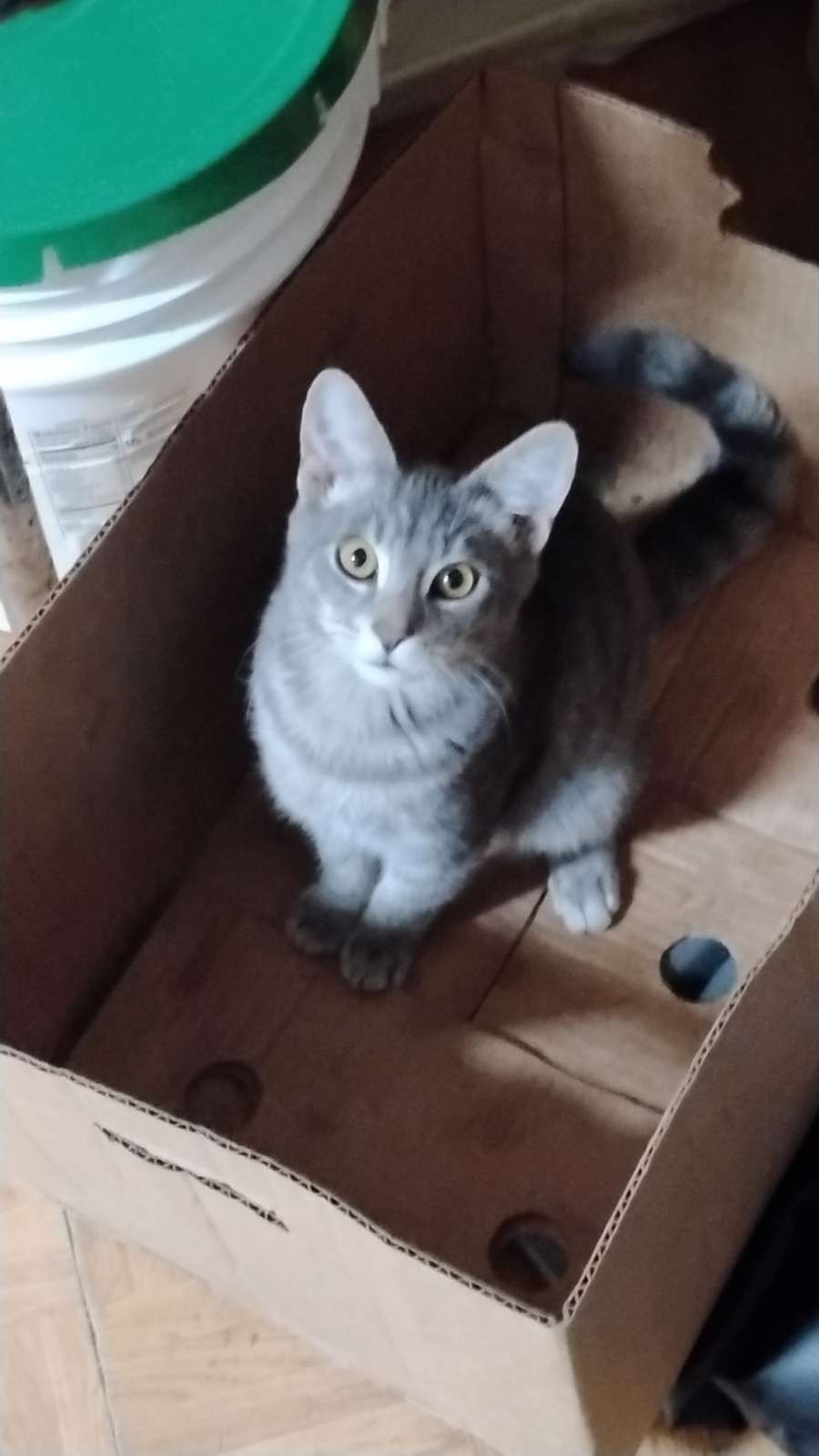Lost Gray Cat: Striped, Black Collar