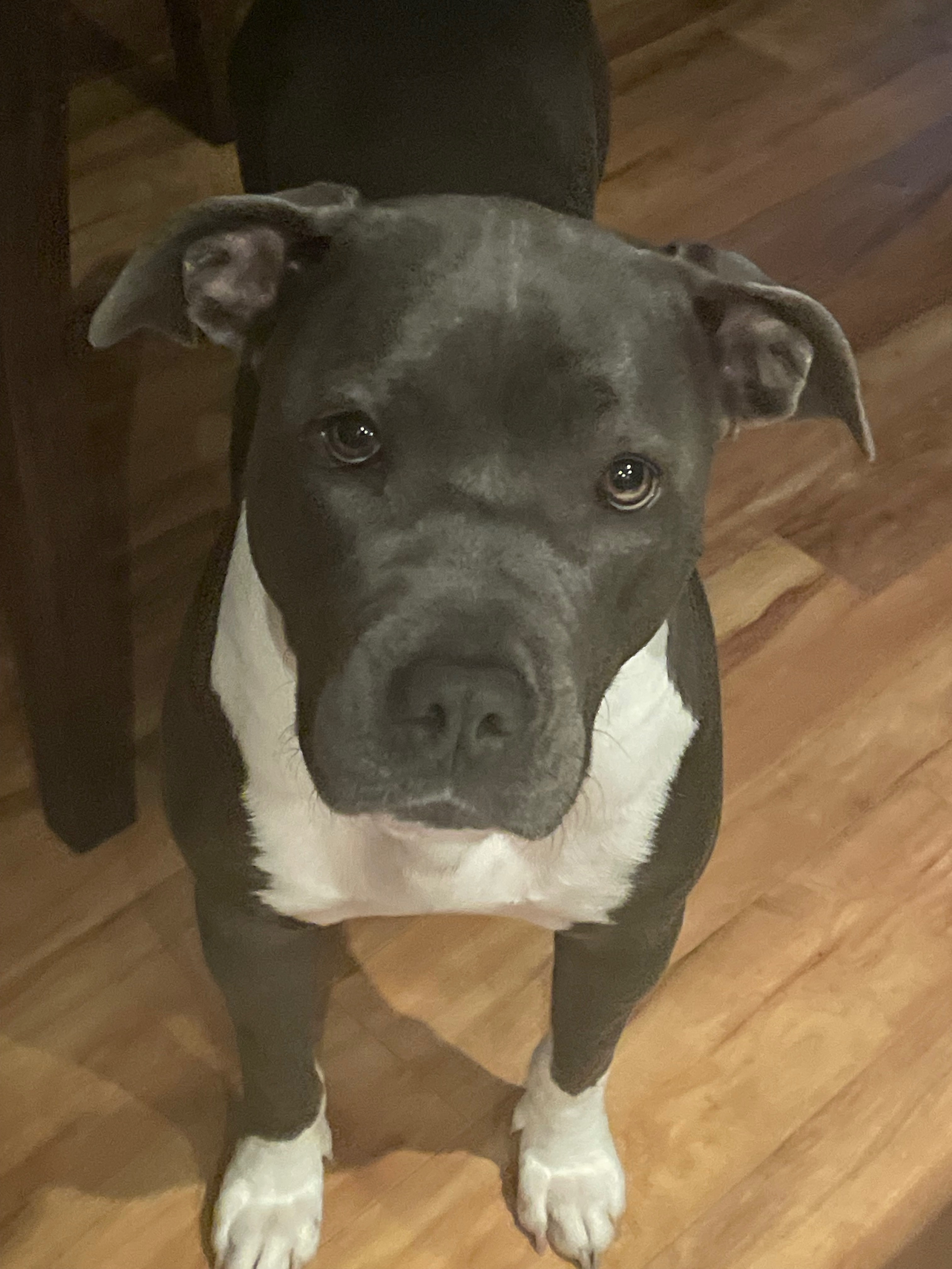 Lost Female Pitbull in Reston Area