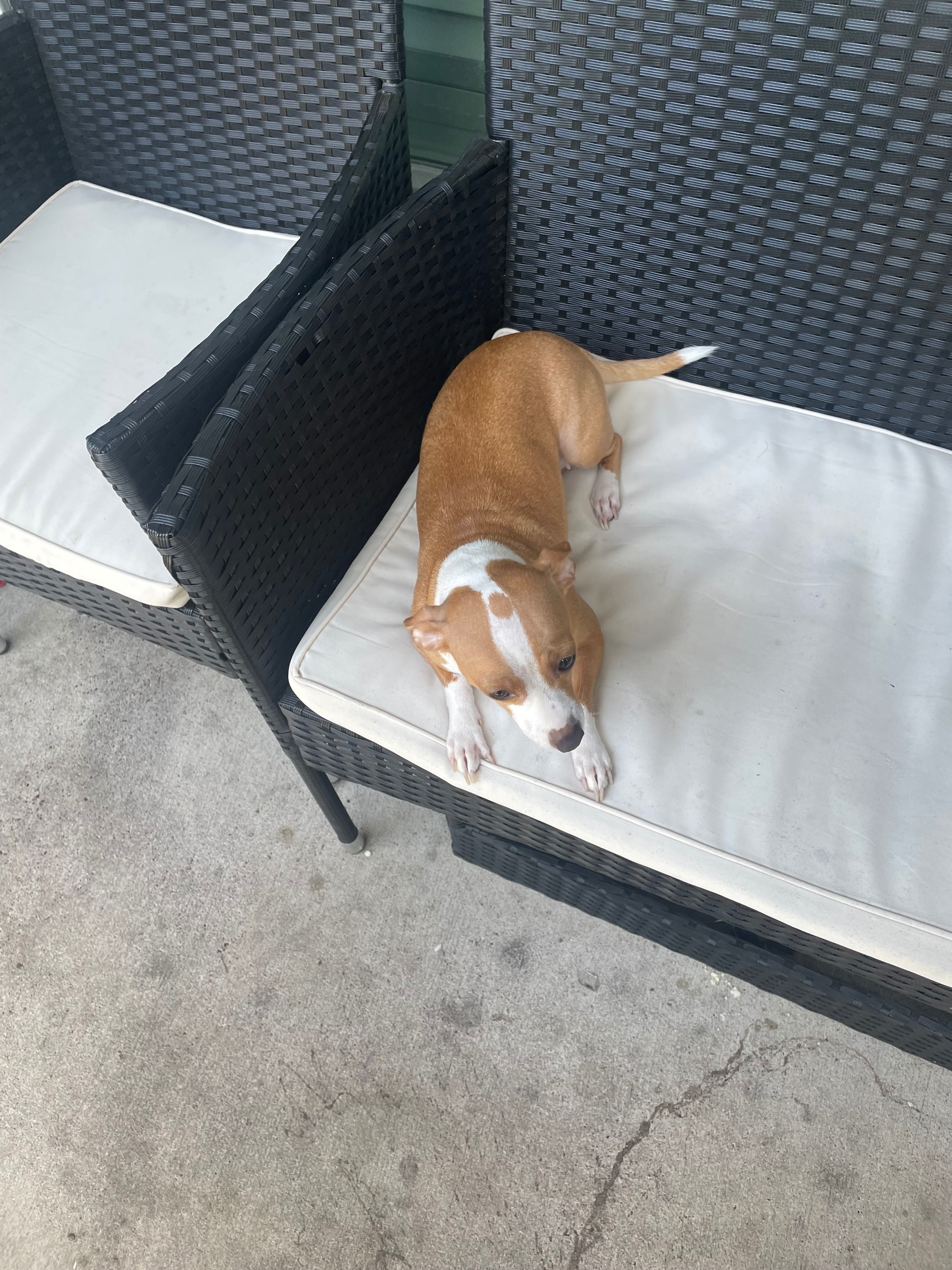 Lost Chihuahua on Wilcrest Dr - $50 Reward