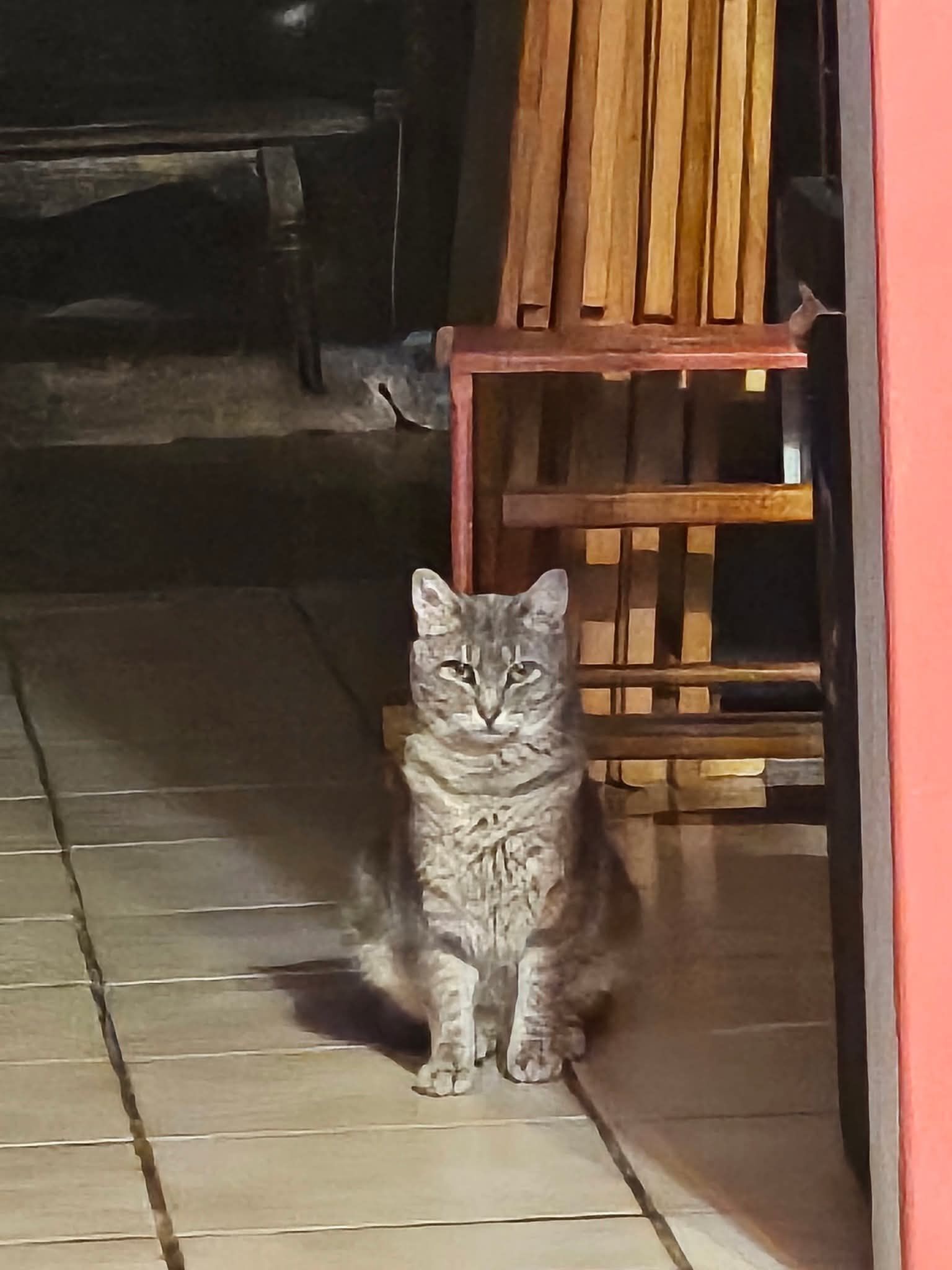 Lost Gray Tabby Cat on Nautical Mile Dr