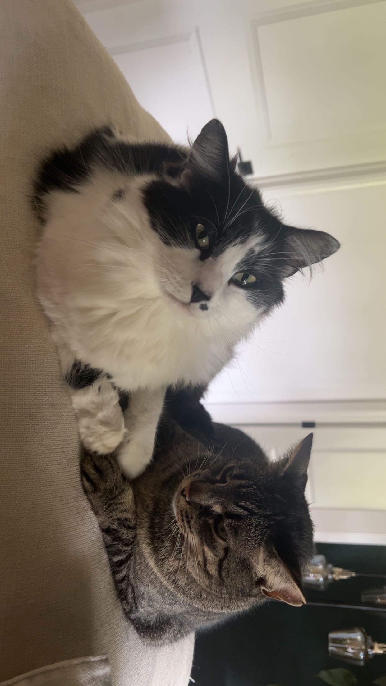 Lost Cat: Black & White, Mole Marked