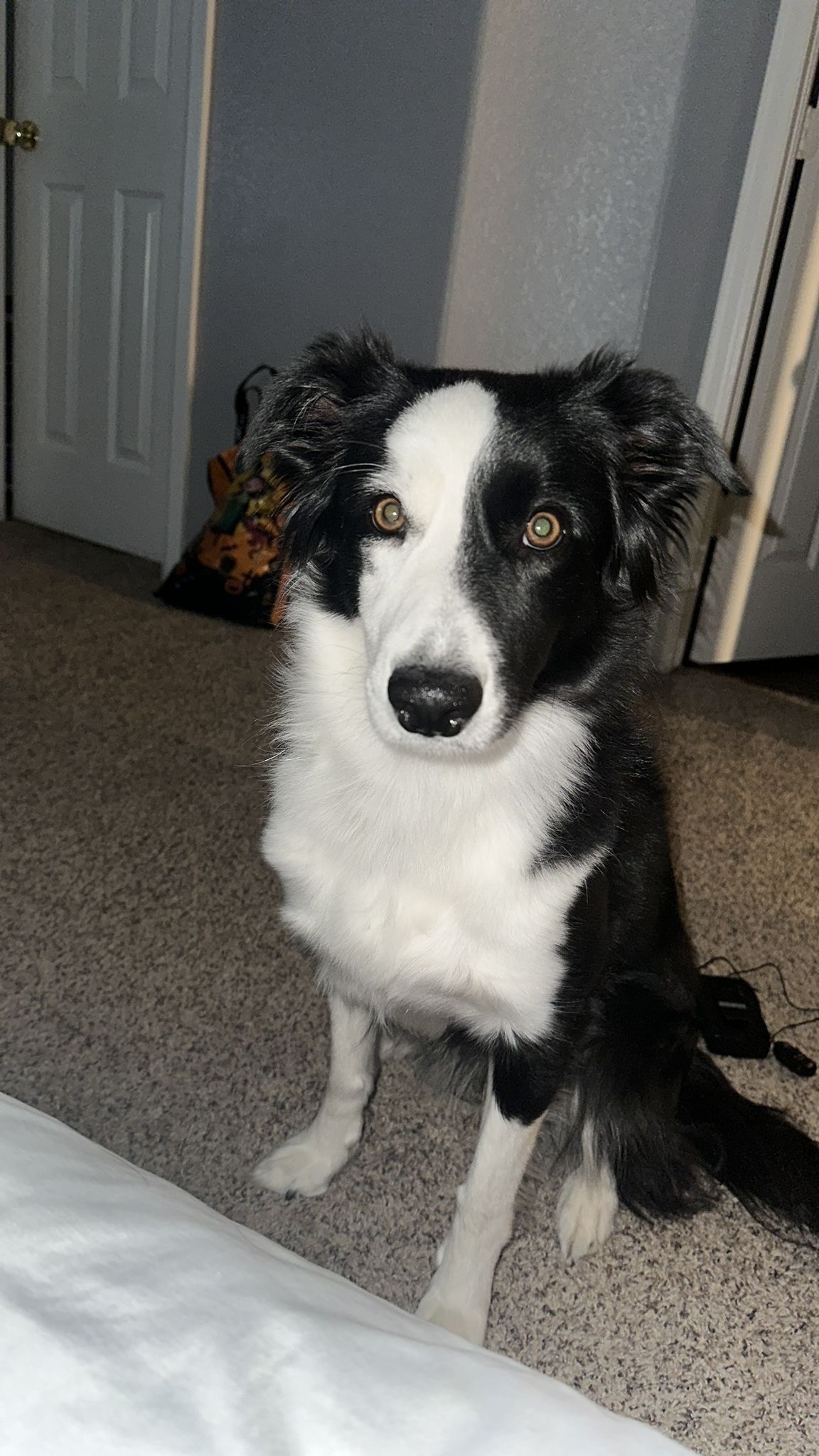 Lost Dog in Brighton - Quail Circle