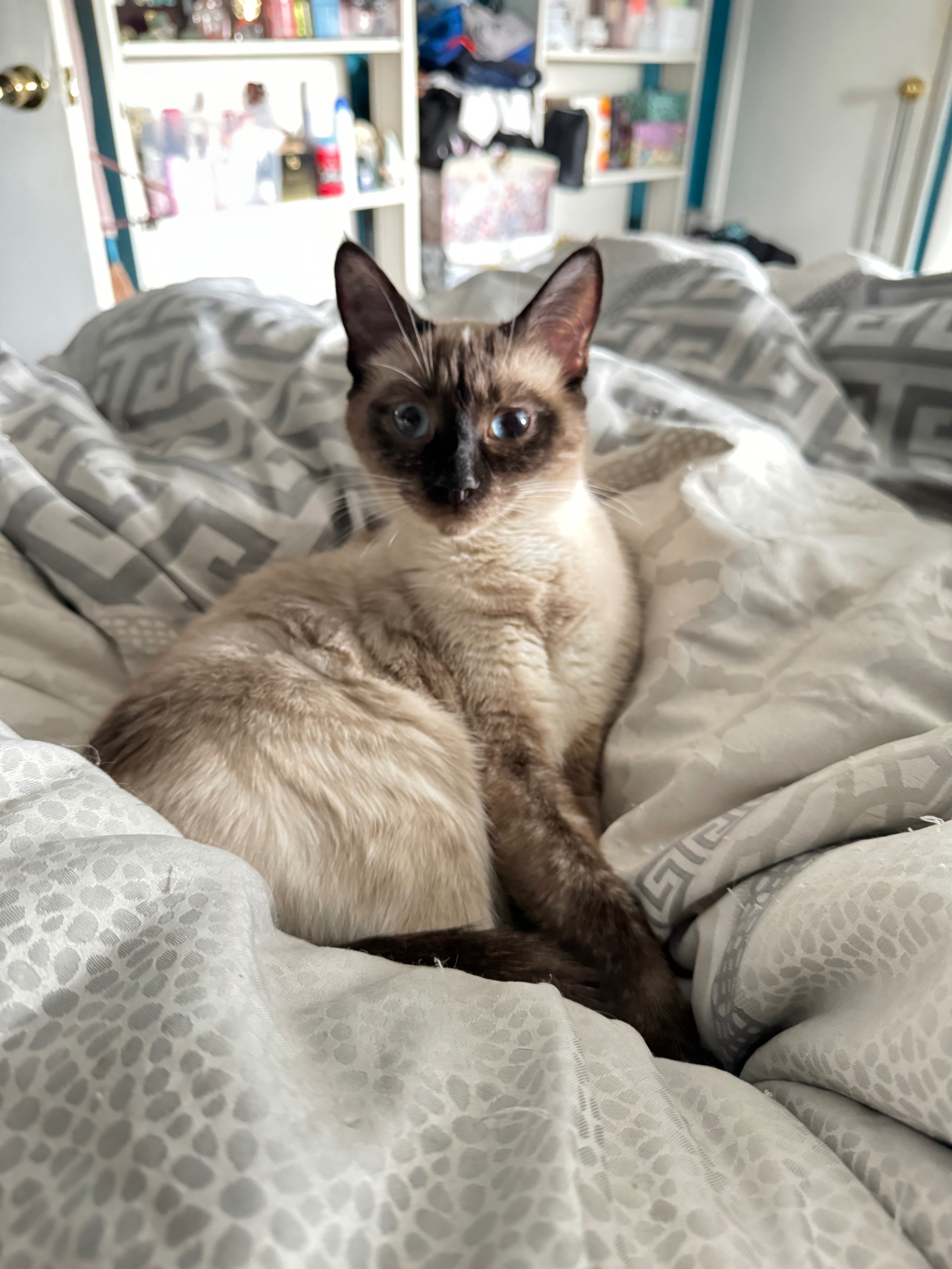 Lost cat, Middlesborough