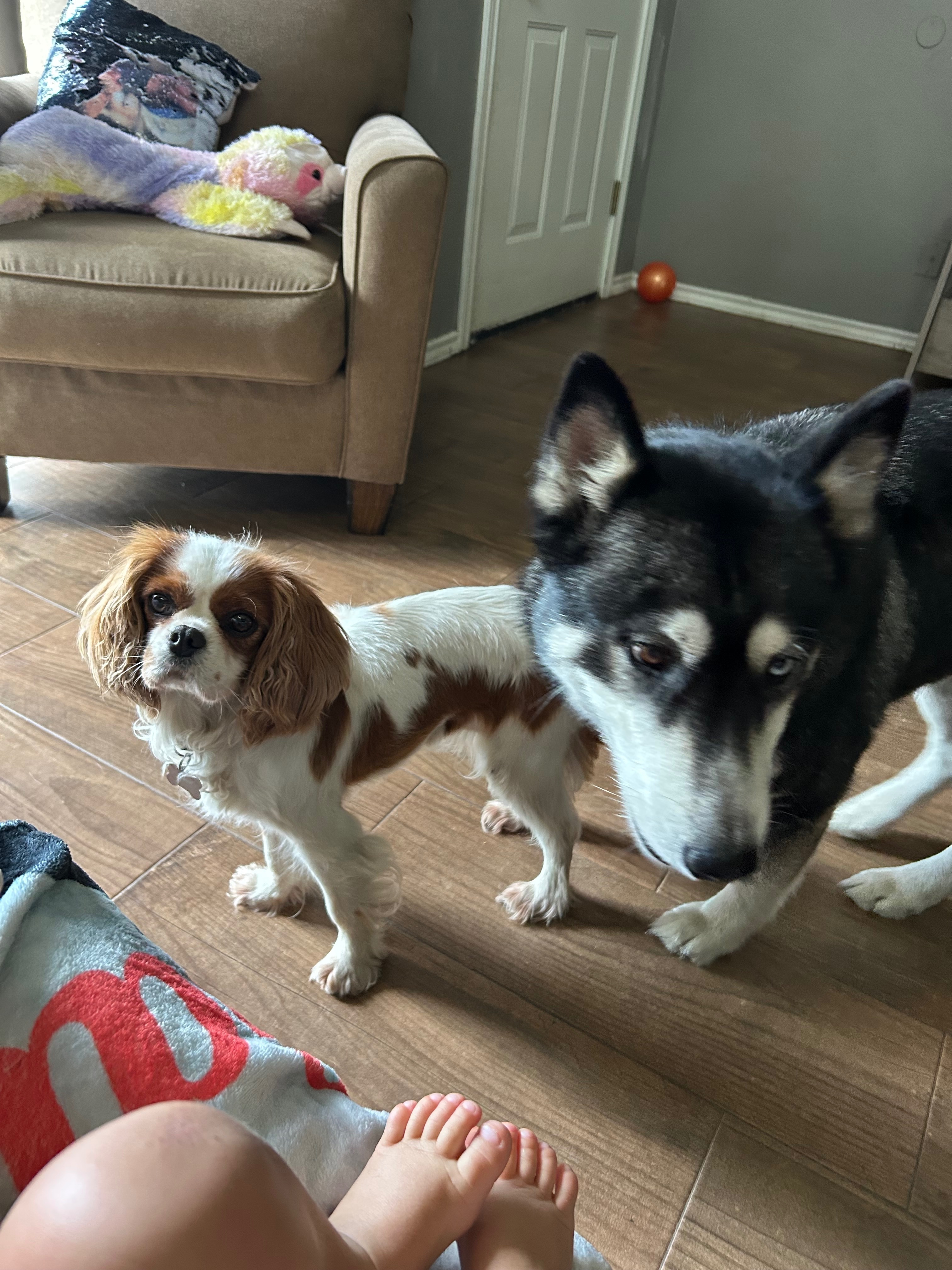 Lost King Charles in Sherman, TX