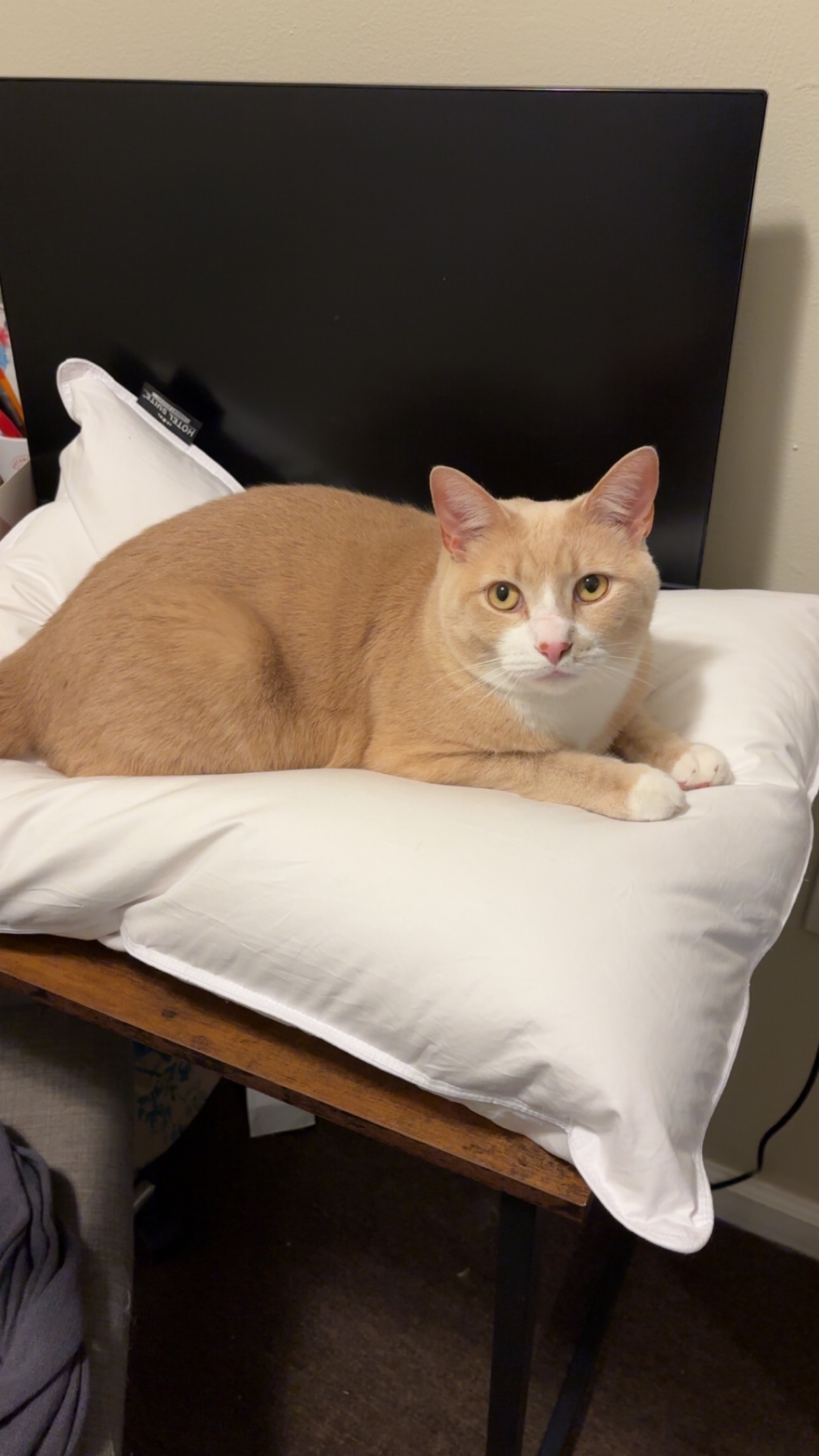 Lost Indoor Cat: Help Find in Pittsburgh!