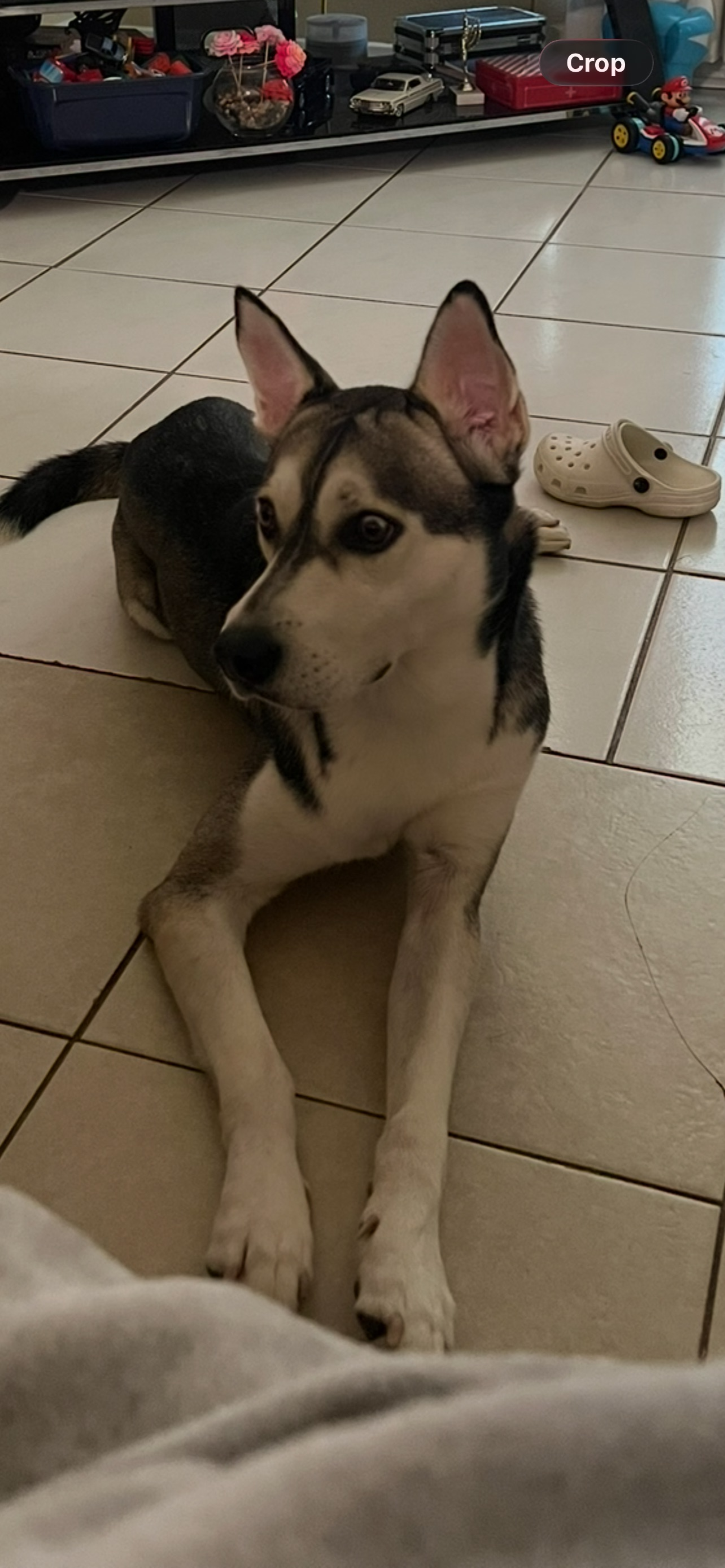 Lost Dog: Unique Eyes, Bexley Drive, Houston