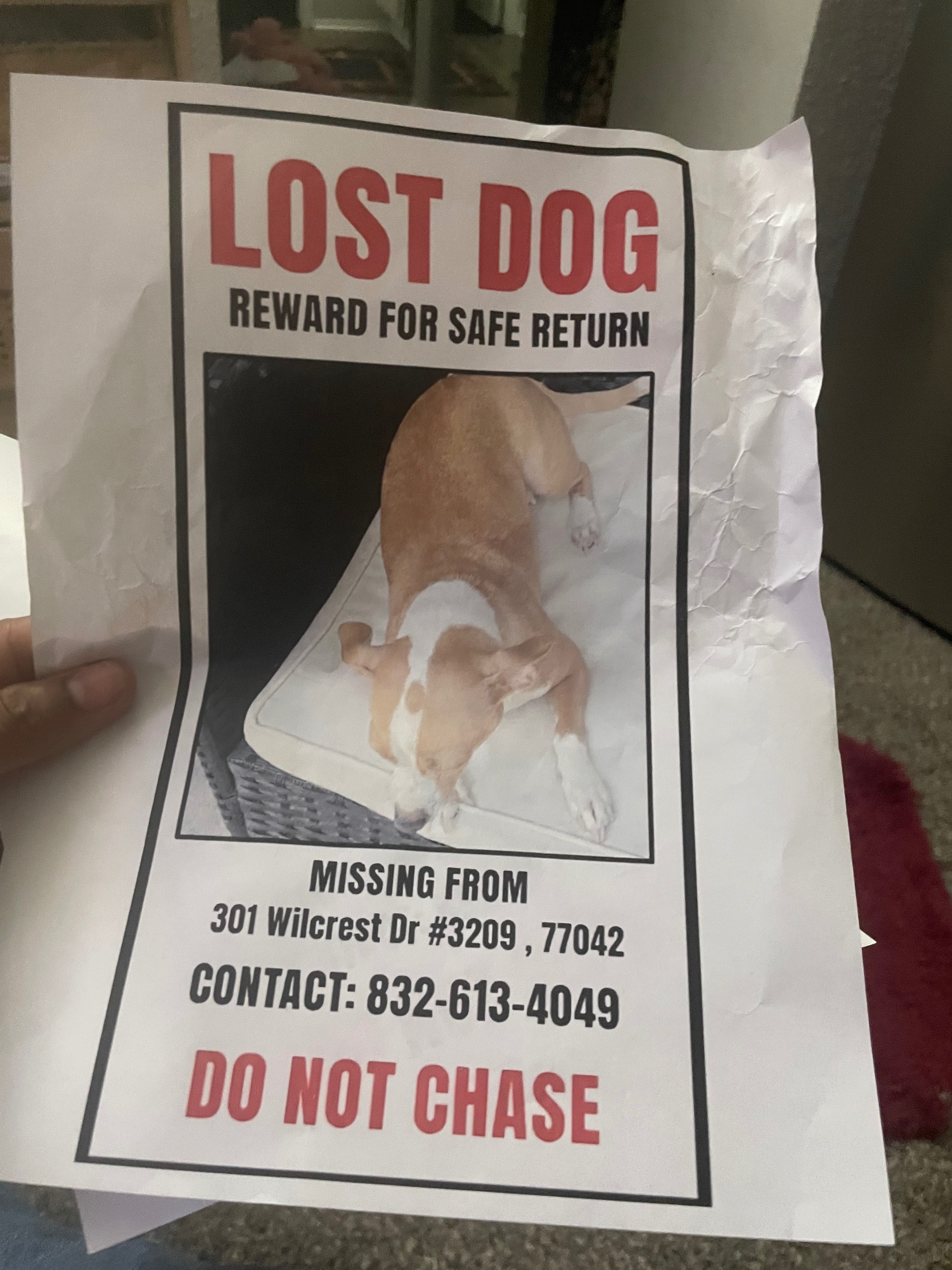 Lost Chihuahua: Reward for Safe Return!