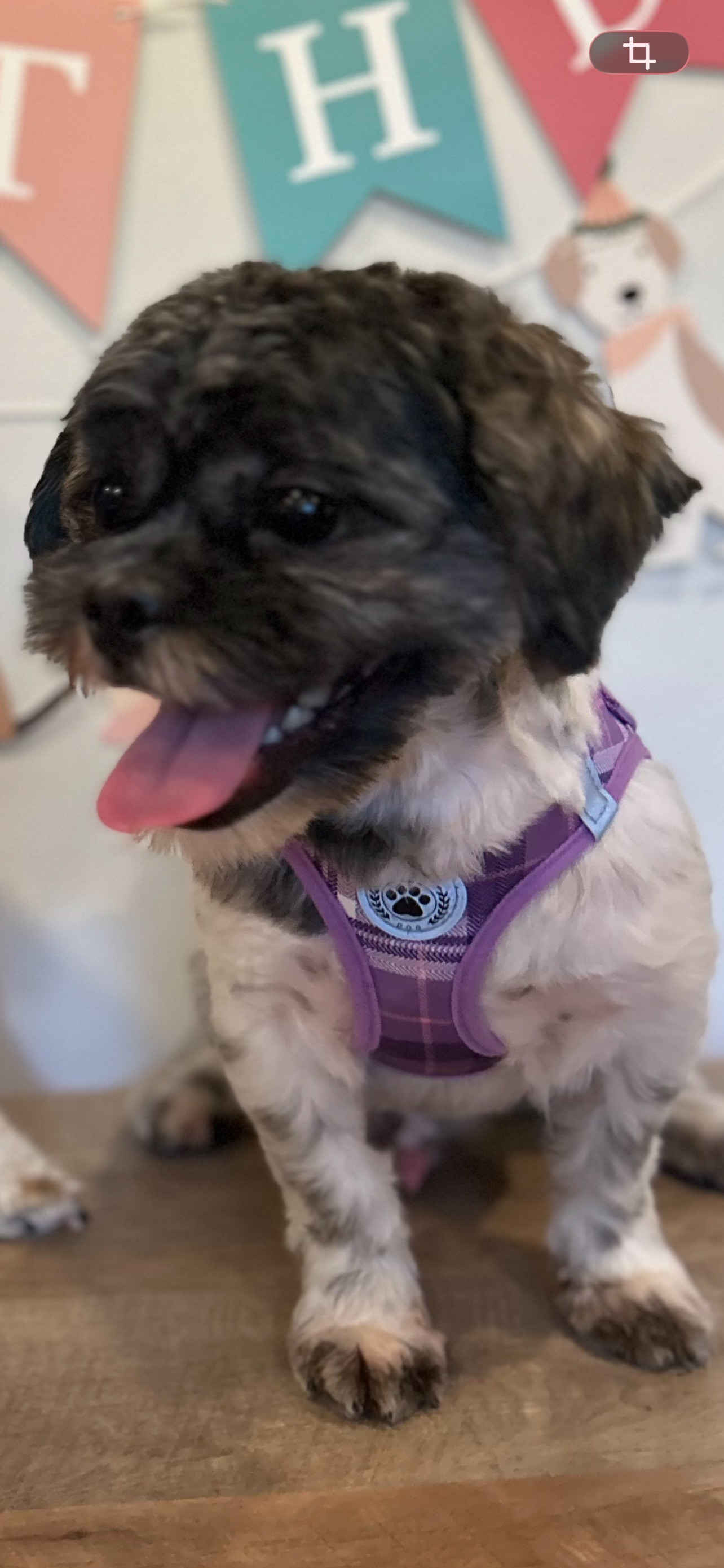 Lost Energetic Puppy on Fulton Street