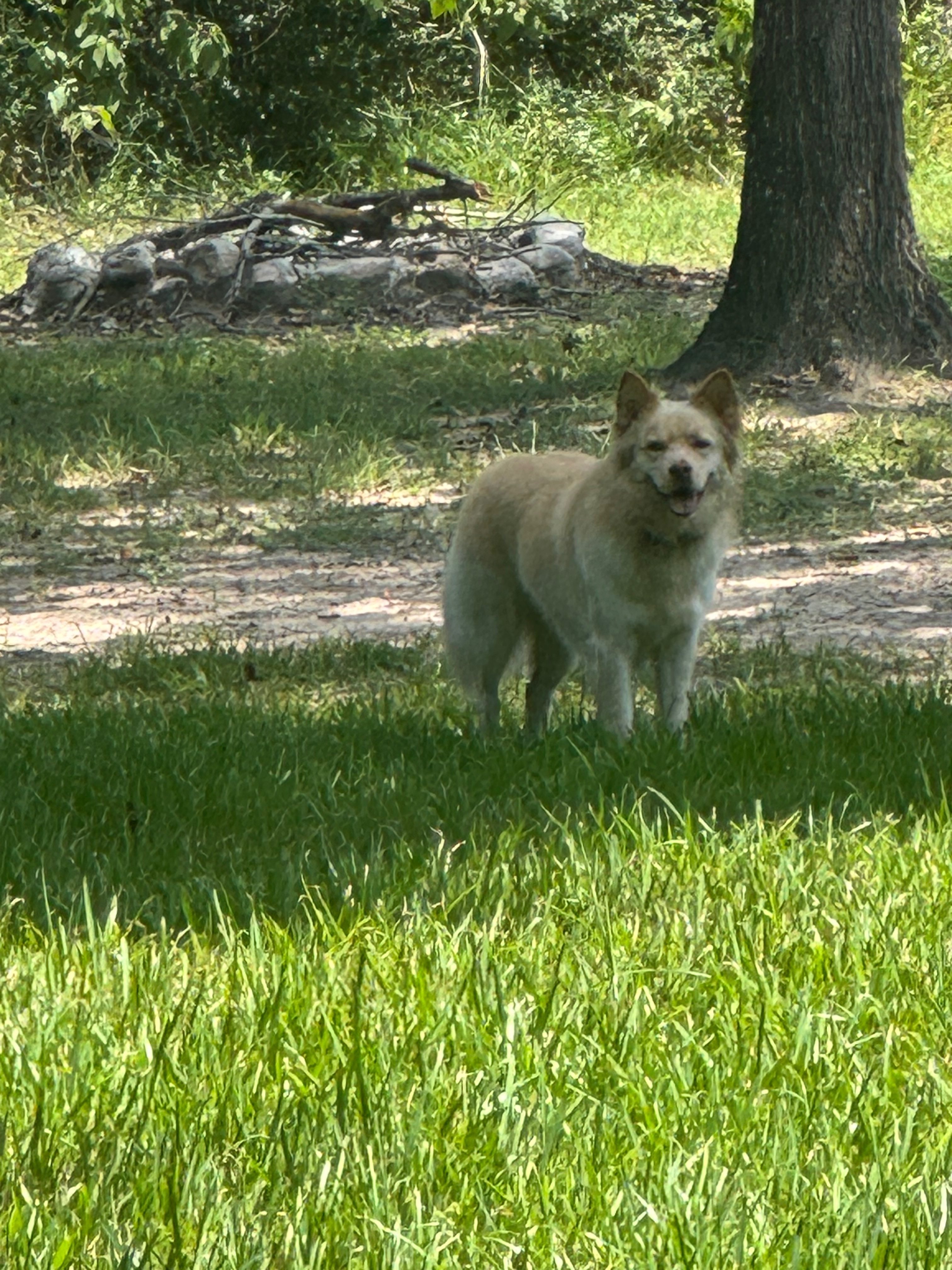 Lost Blonde Husky: Friendly & Adventurous