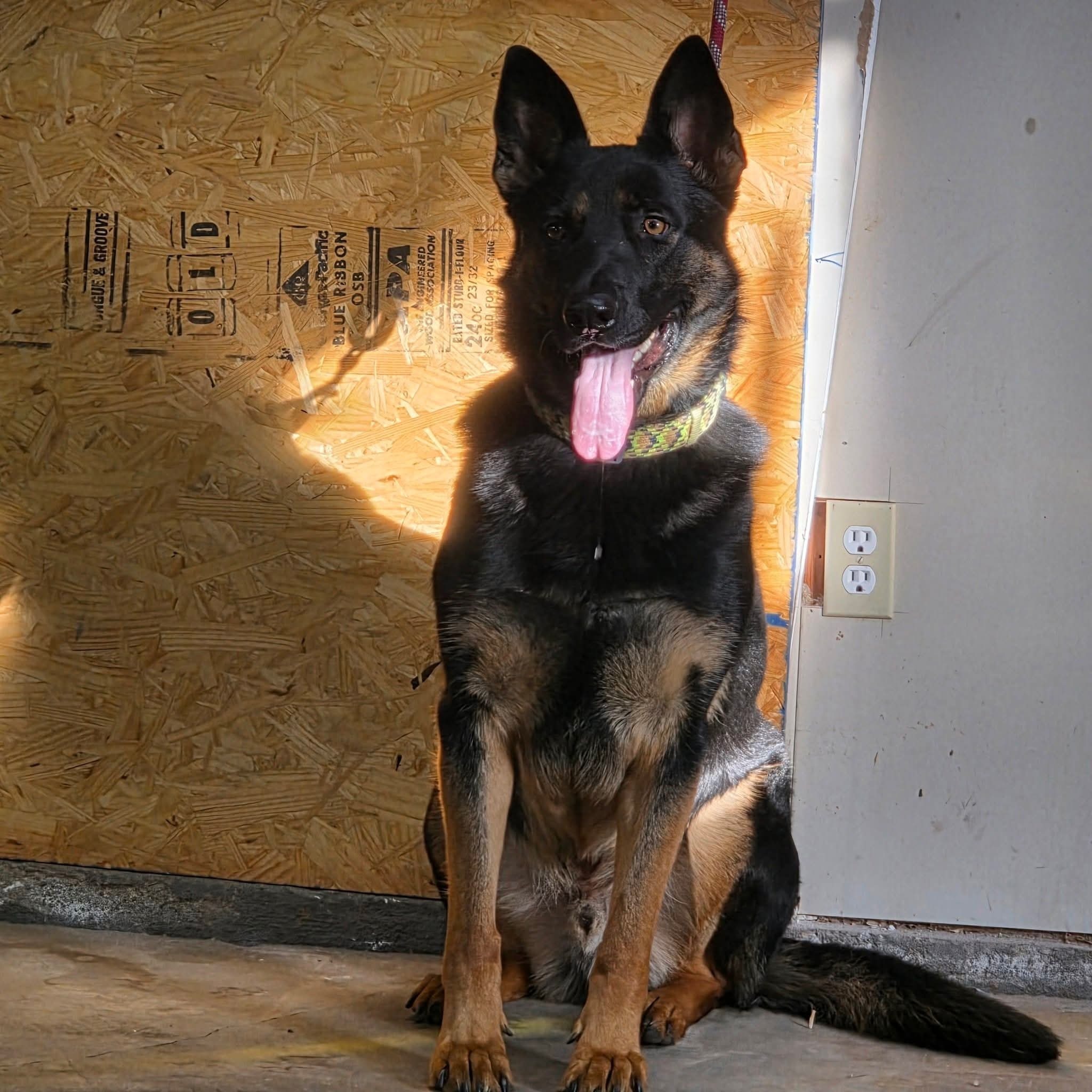 Lost Dog: Black & Tan, Green Collar, Wichita