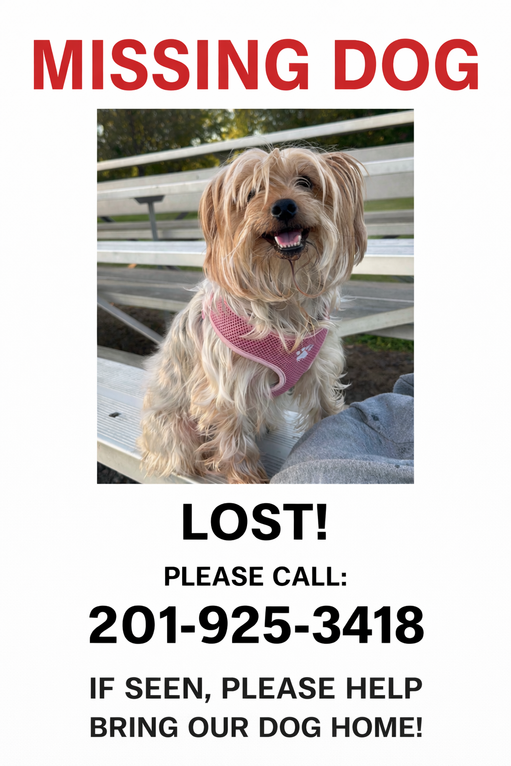 Lost Dog on Grant Ave, Jersey City