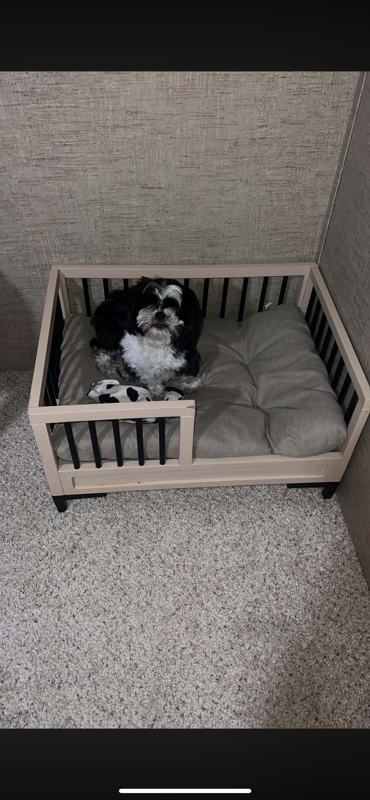 Lost Small Black Dog - Friendly, Unique Markings