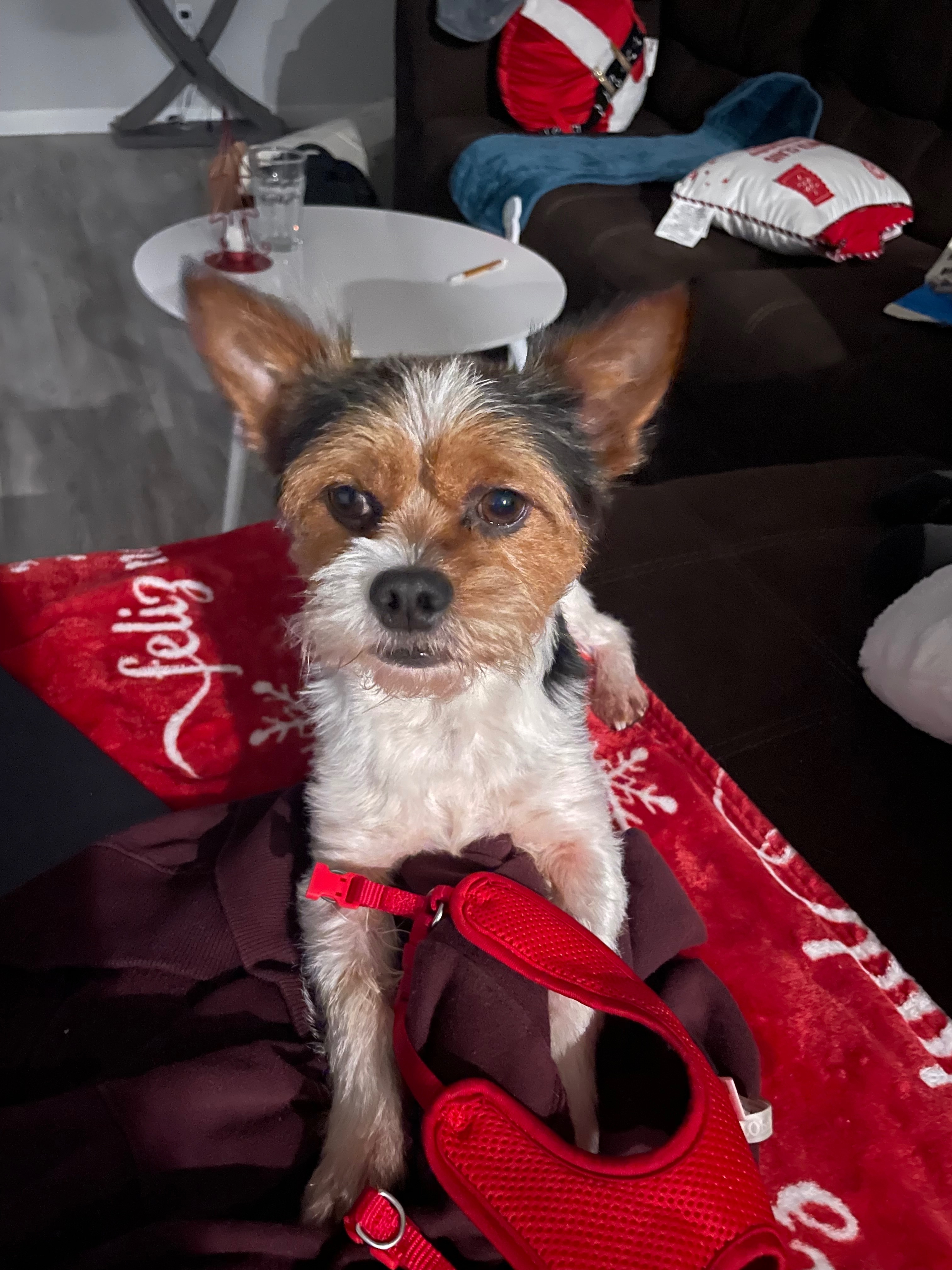 Lost Dog Mochi: Cuddly & Collarless