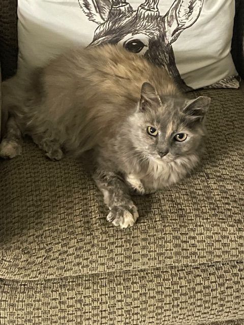 Lost Gray Tortoiseshell Cat in Welby