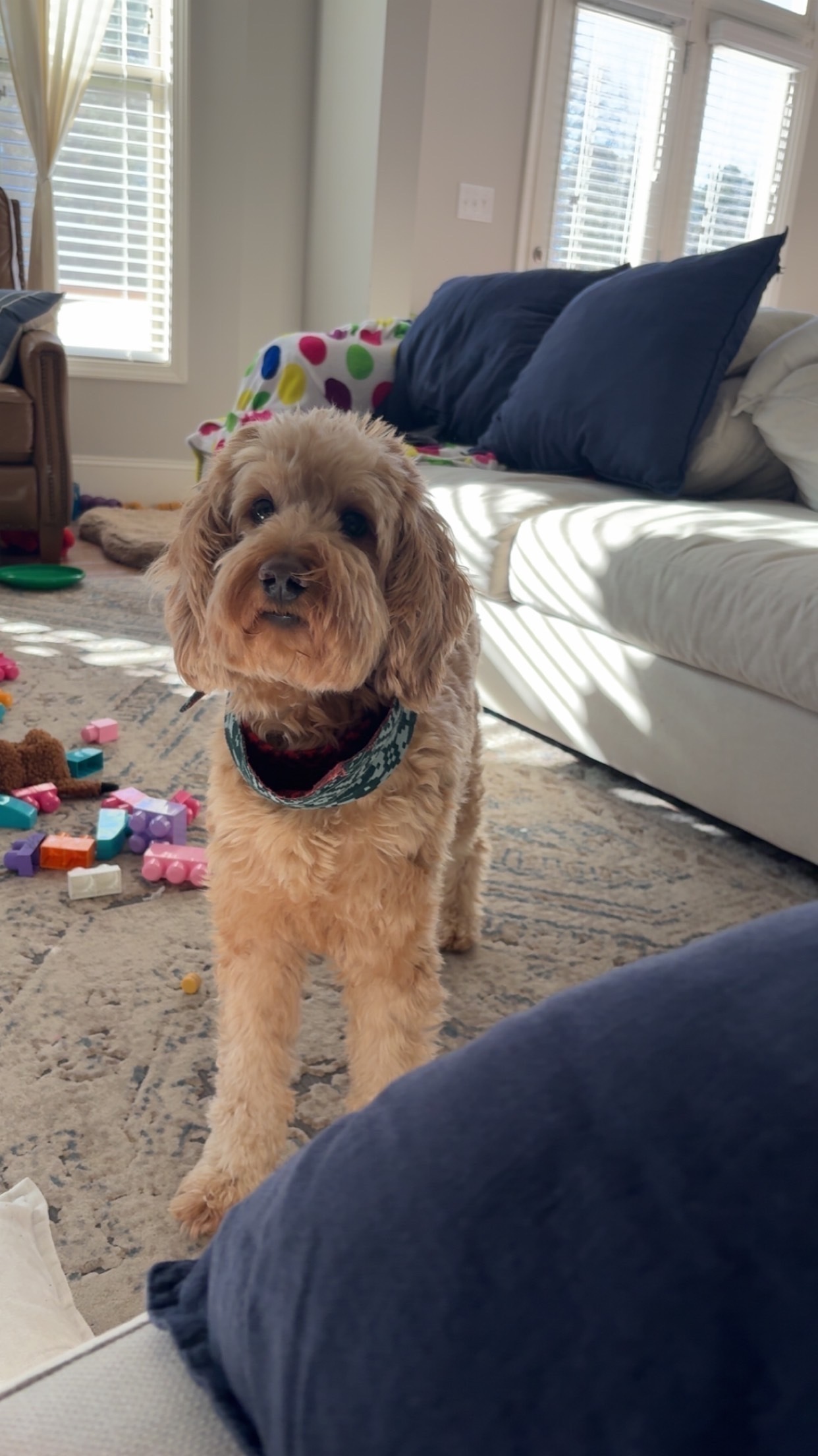 Lost Apricot Mini Goldendoodle in Buford