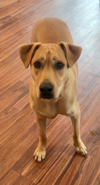 Lost Yellow Lab Spotted Near Sartell